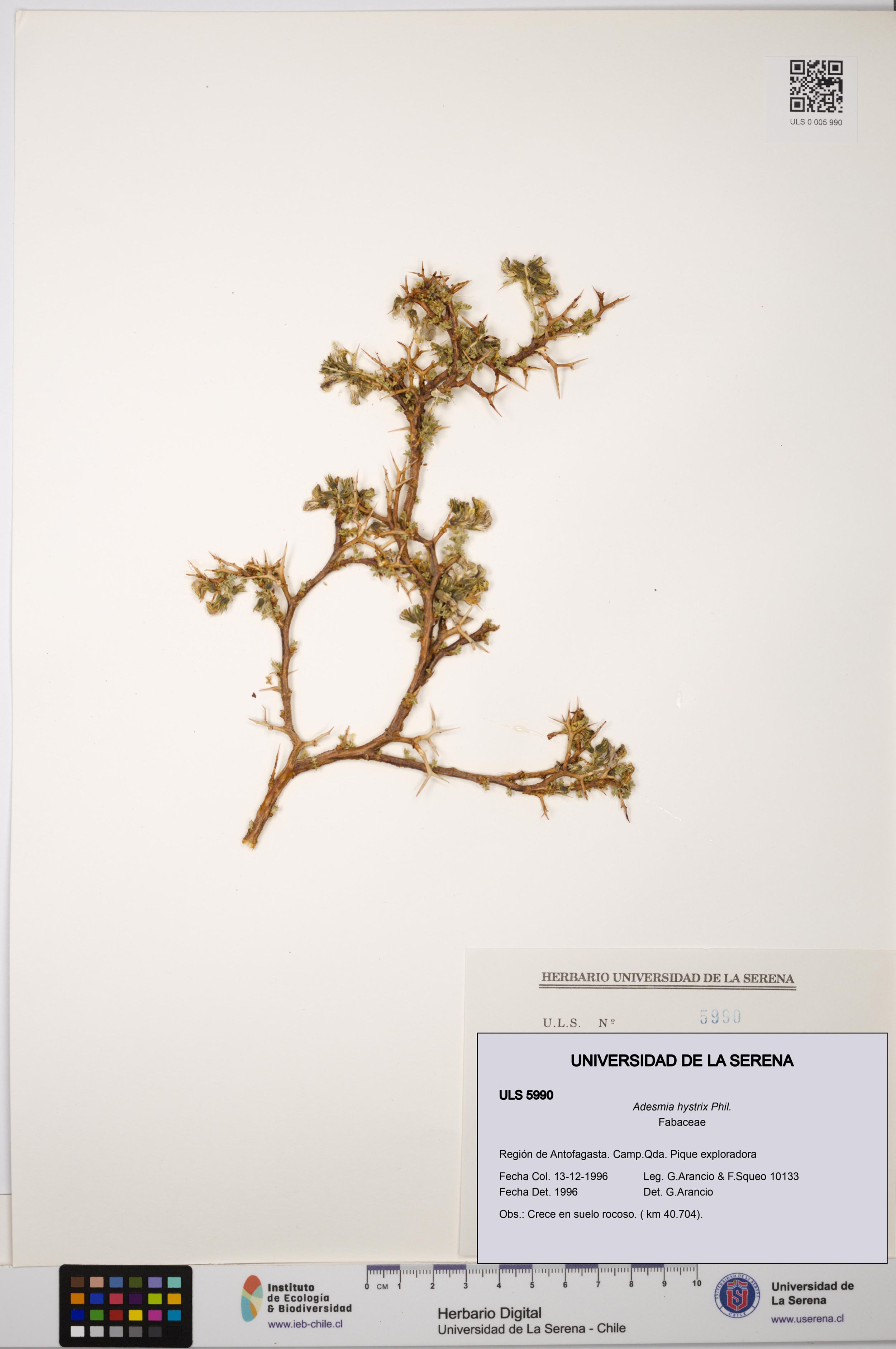 Adesmia hystrix [Espécimen: ]