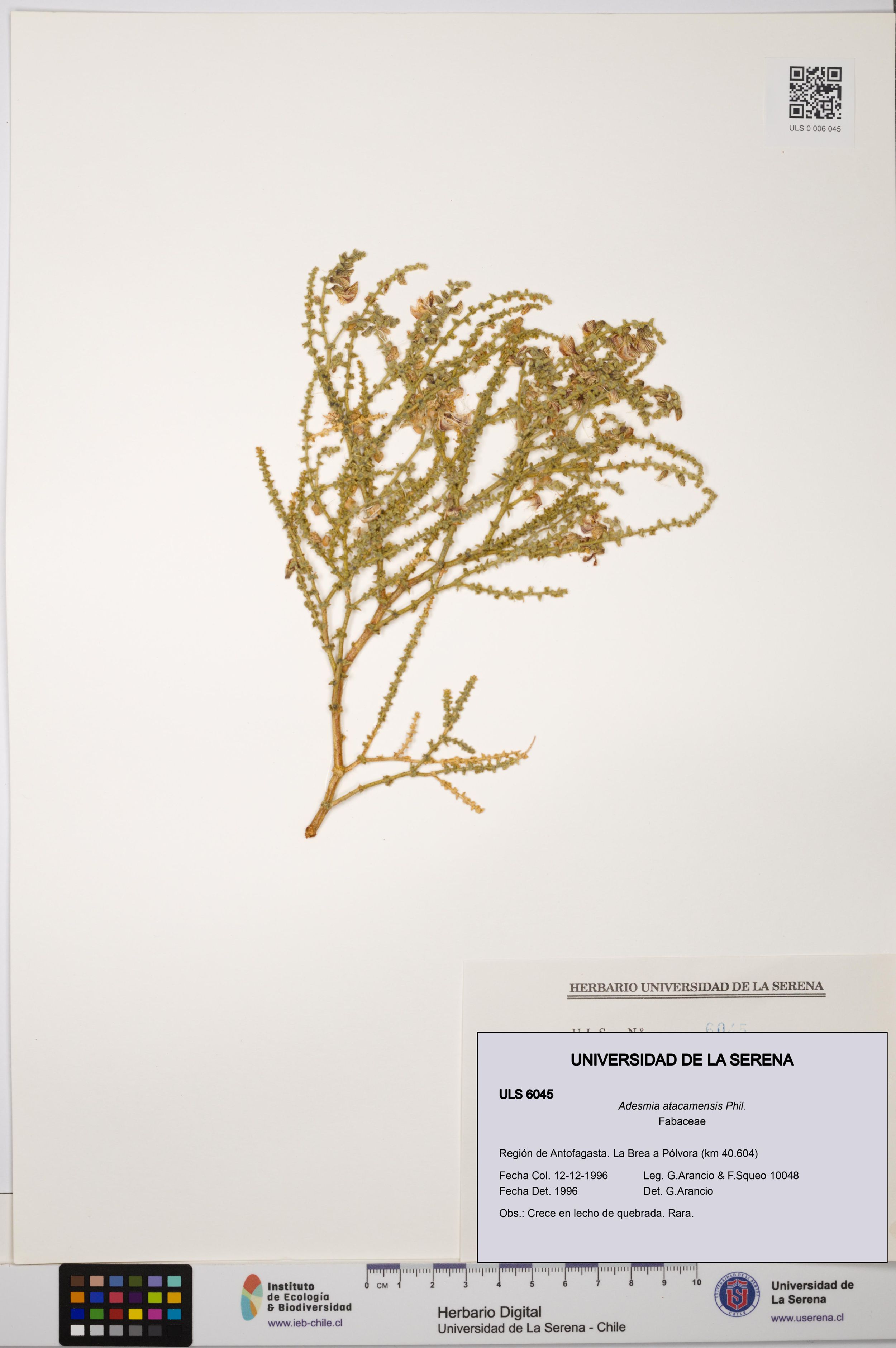 Adesmia atacamensis [Espécimen: ]