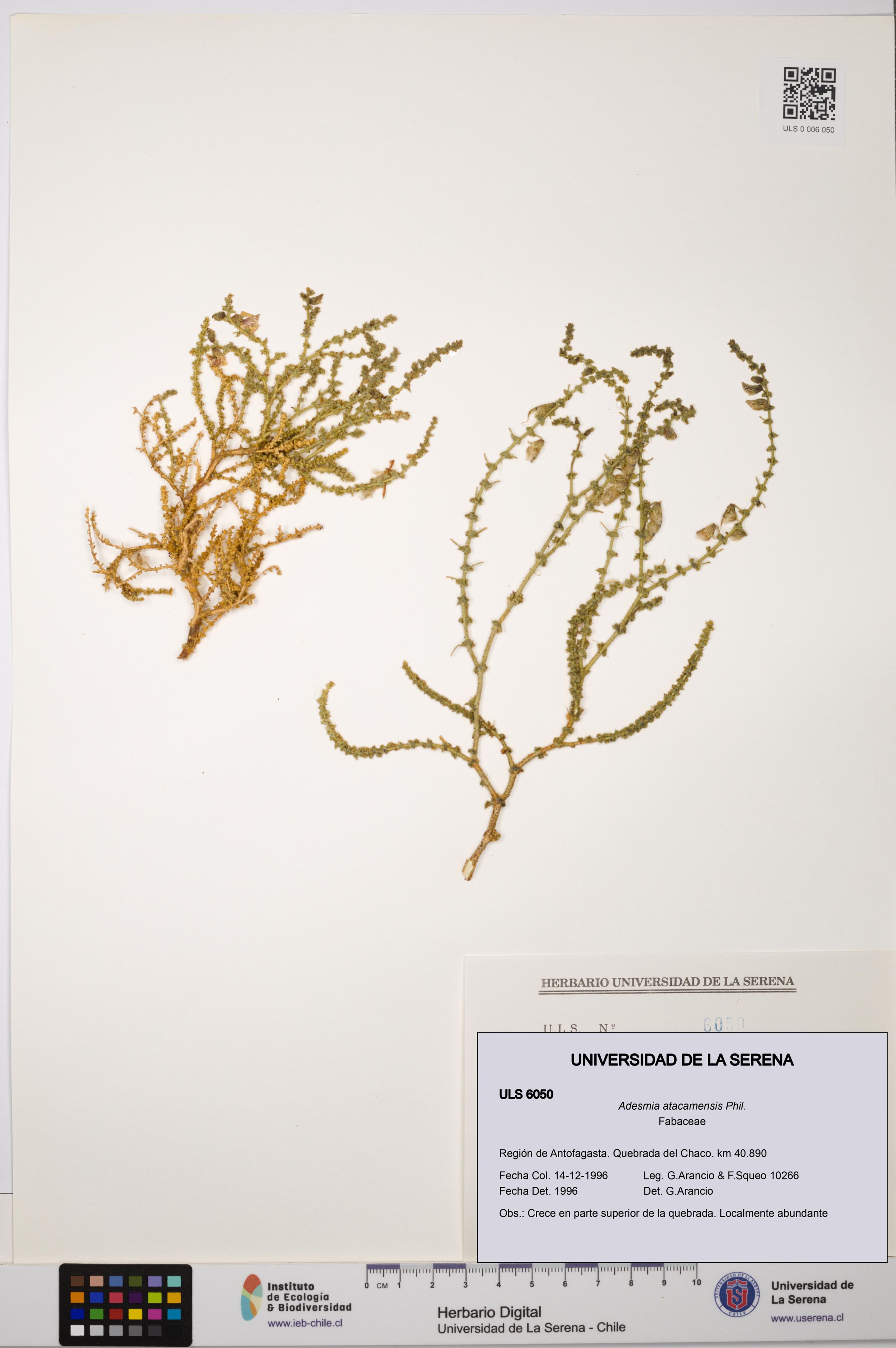 Adesmia atacamensis [Espécimen: ]