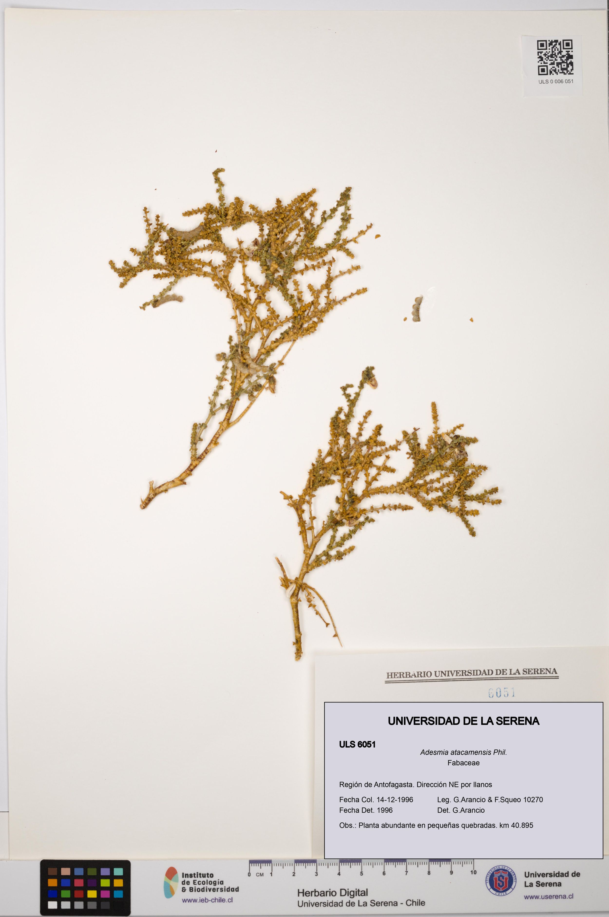 Adesmia atacamensis [Espécimen: ]