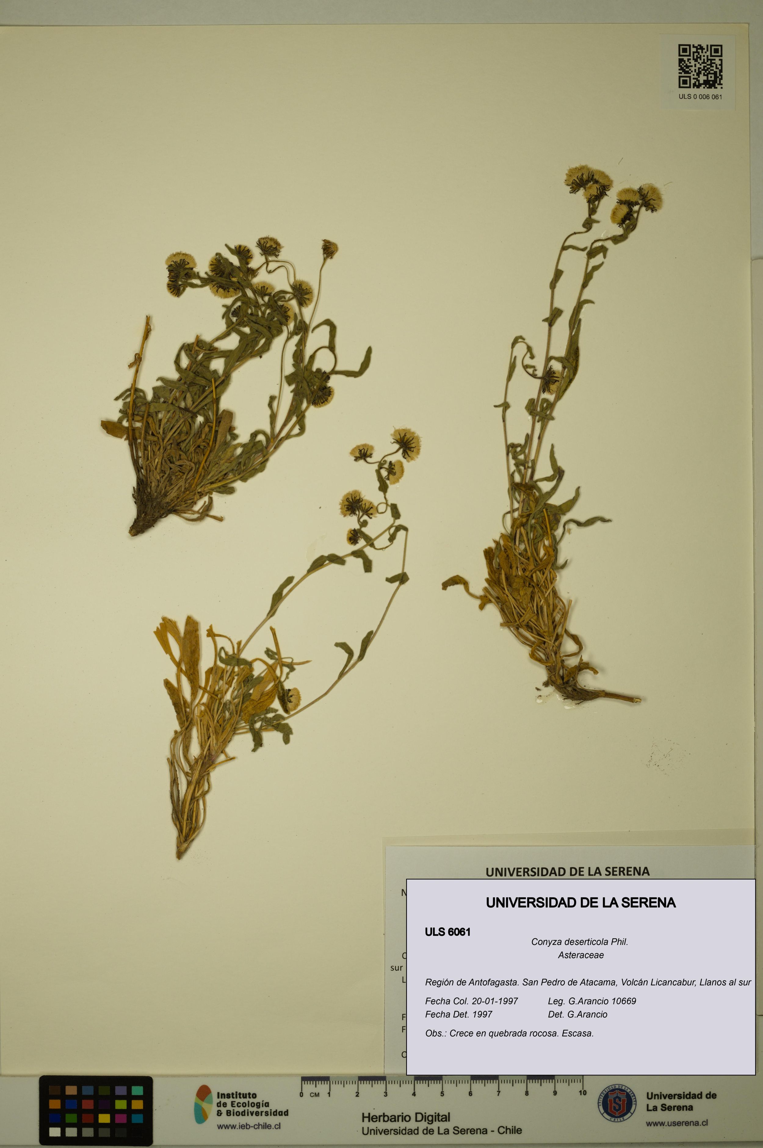 Conyza deserticola [Espécimen: ]
