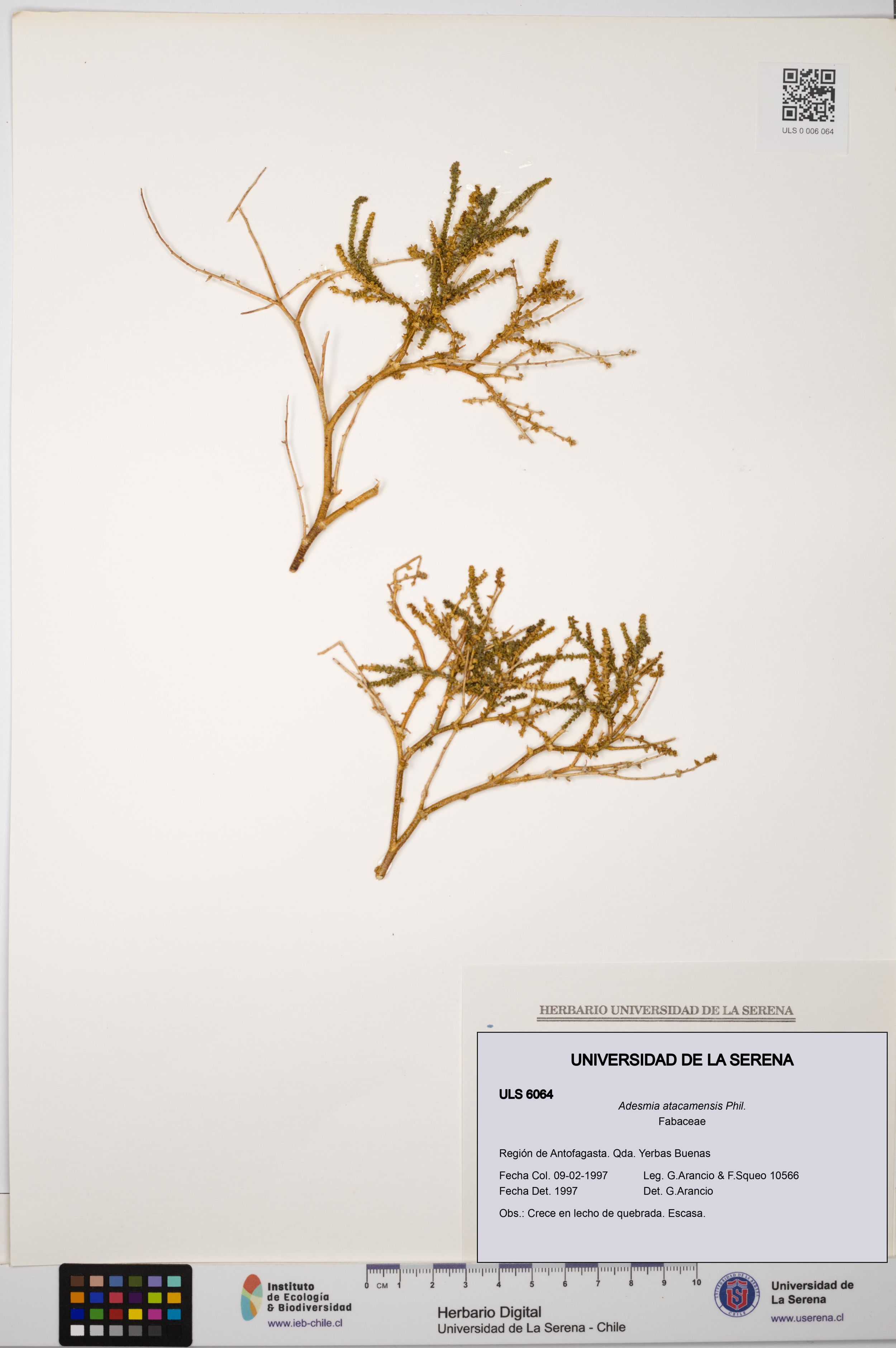 Adesmia atacamensis [Espécimen: ]