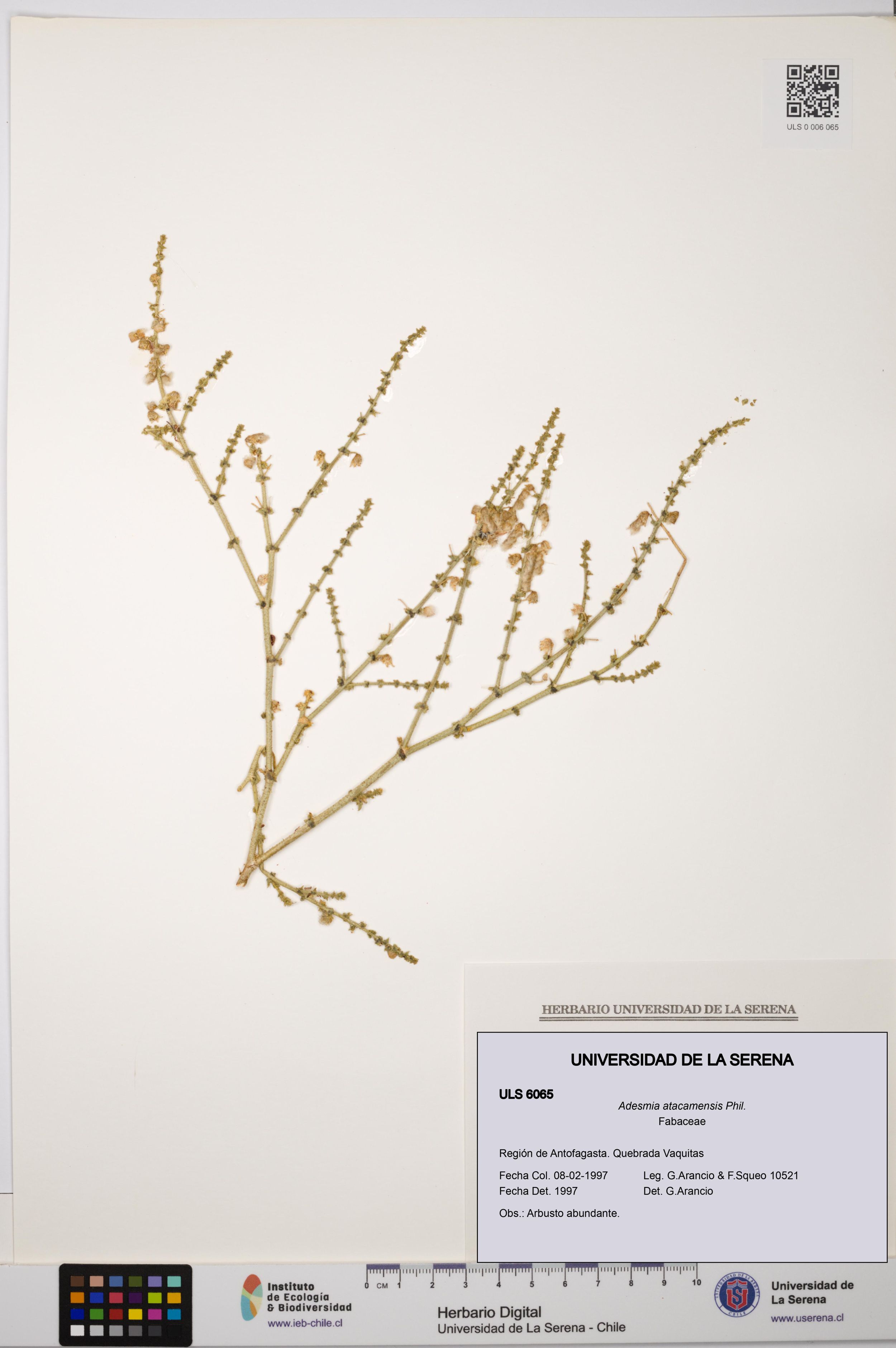 Adesmia atacamensis [Espécimen: ]