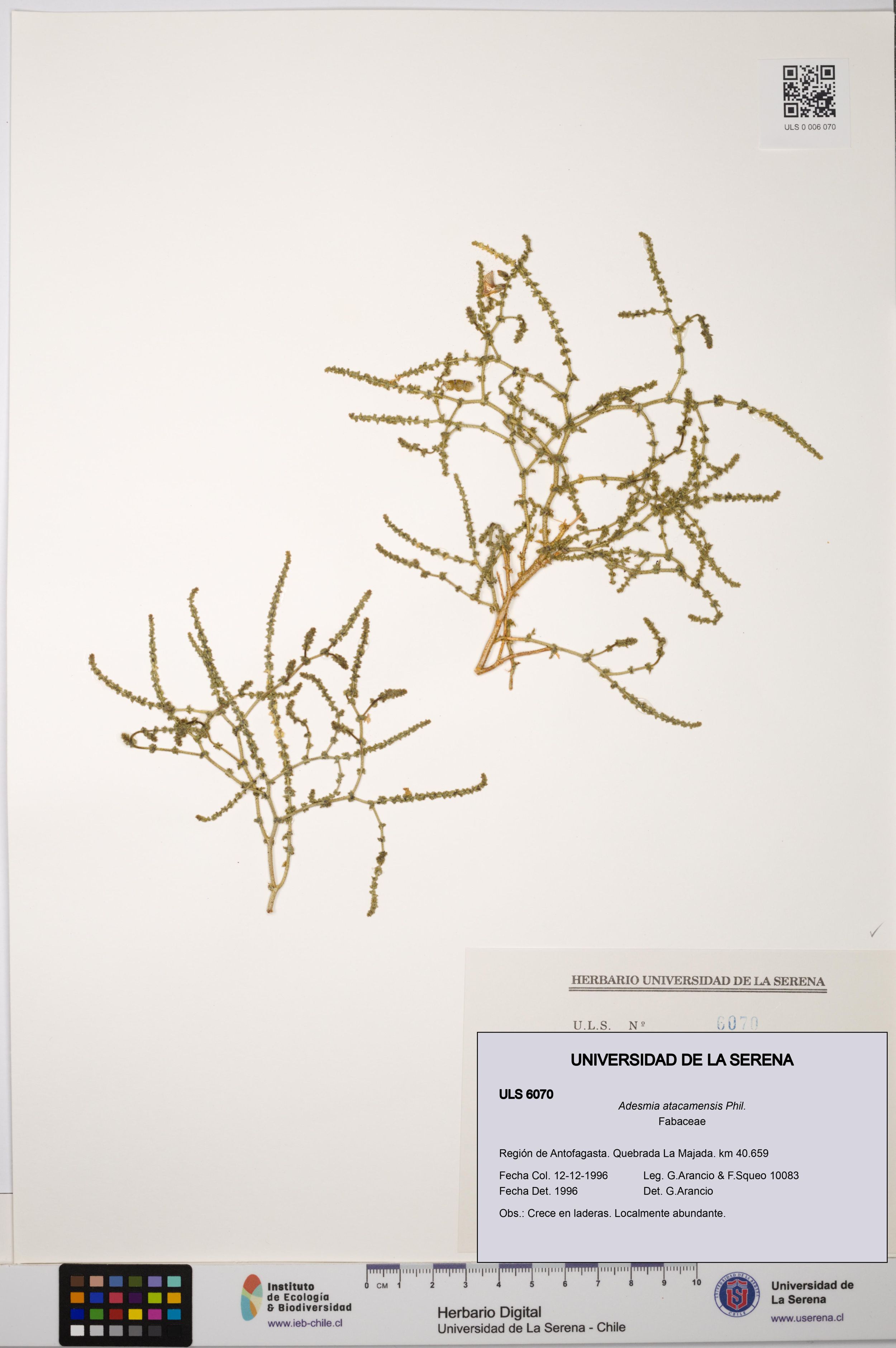 Adesmia atacamensis [Espécimen: ]