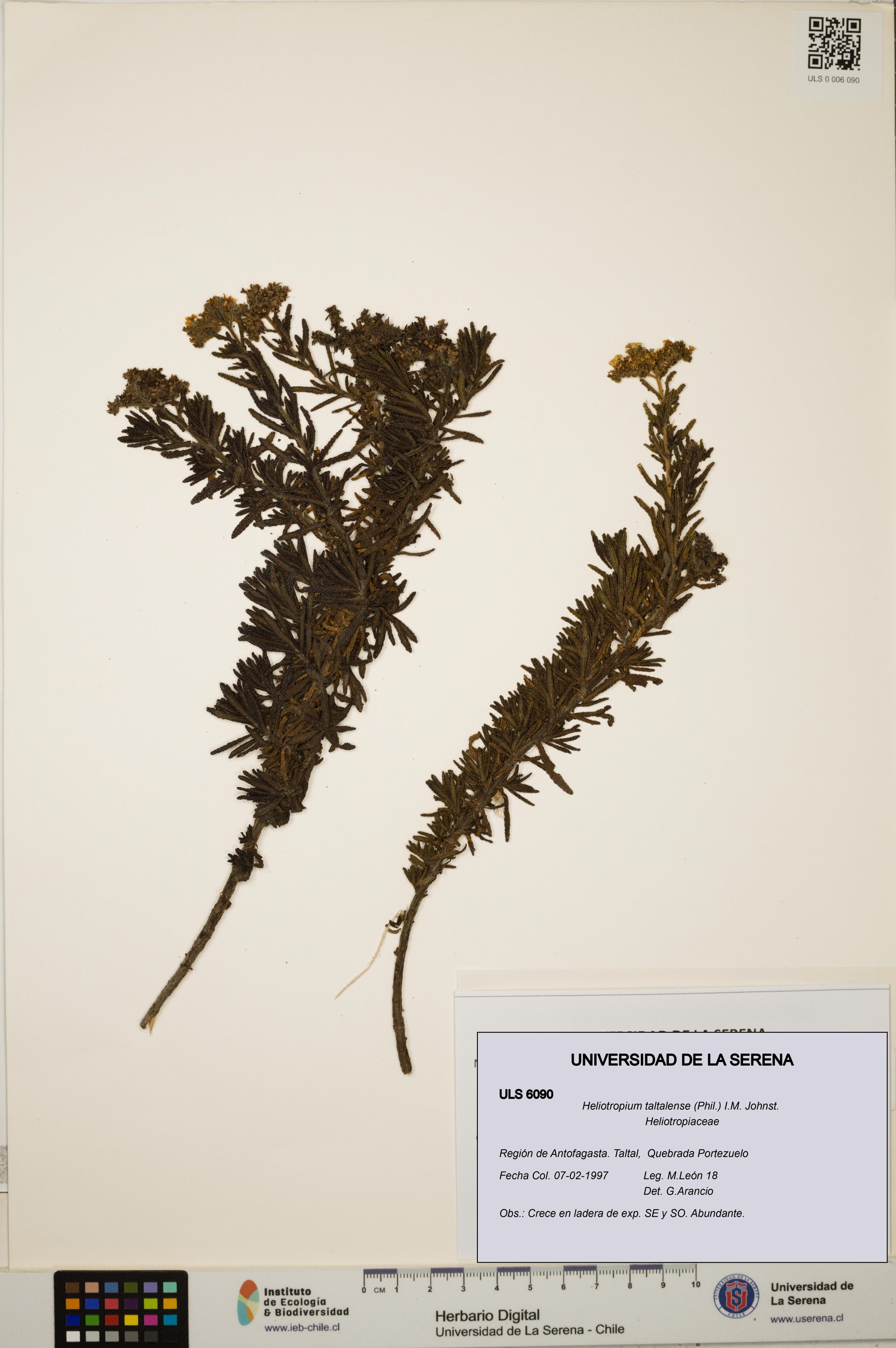 Heliotropium taltalense [Espécimen: ]