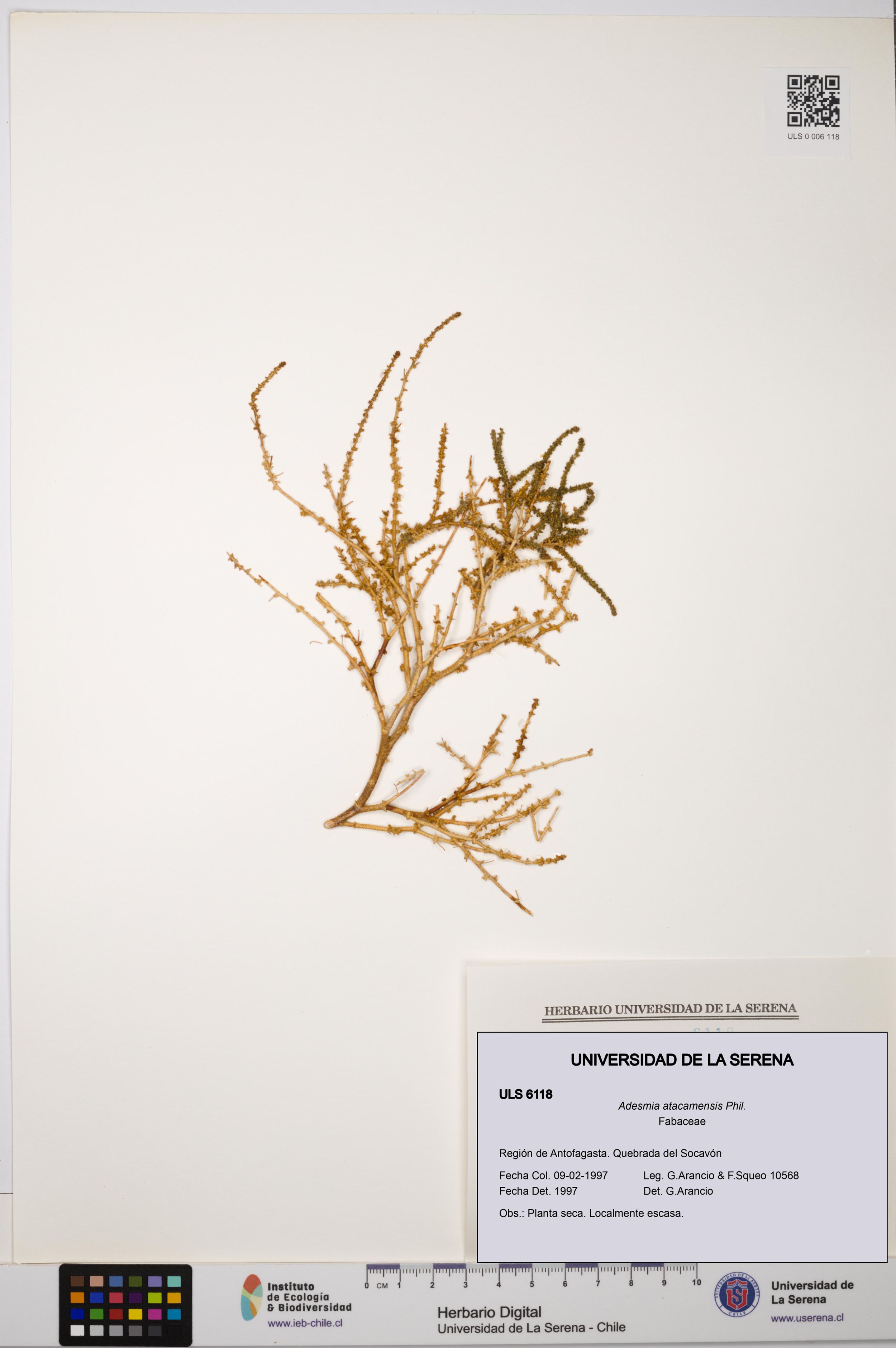 Adesmia atacamensis [Espécimen: ]
