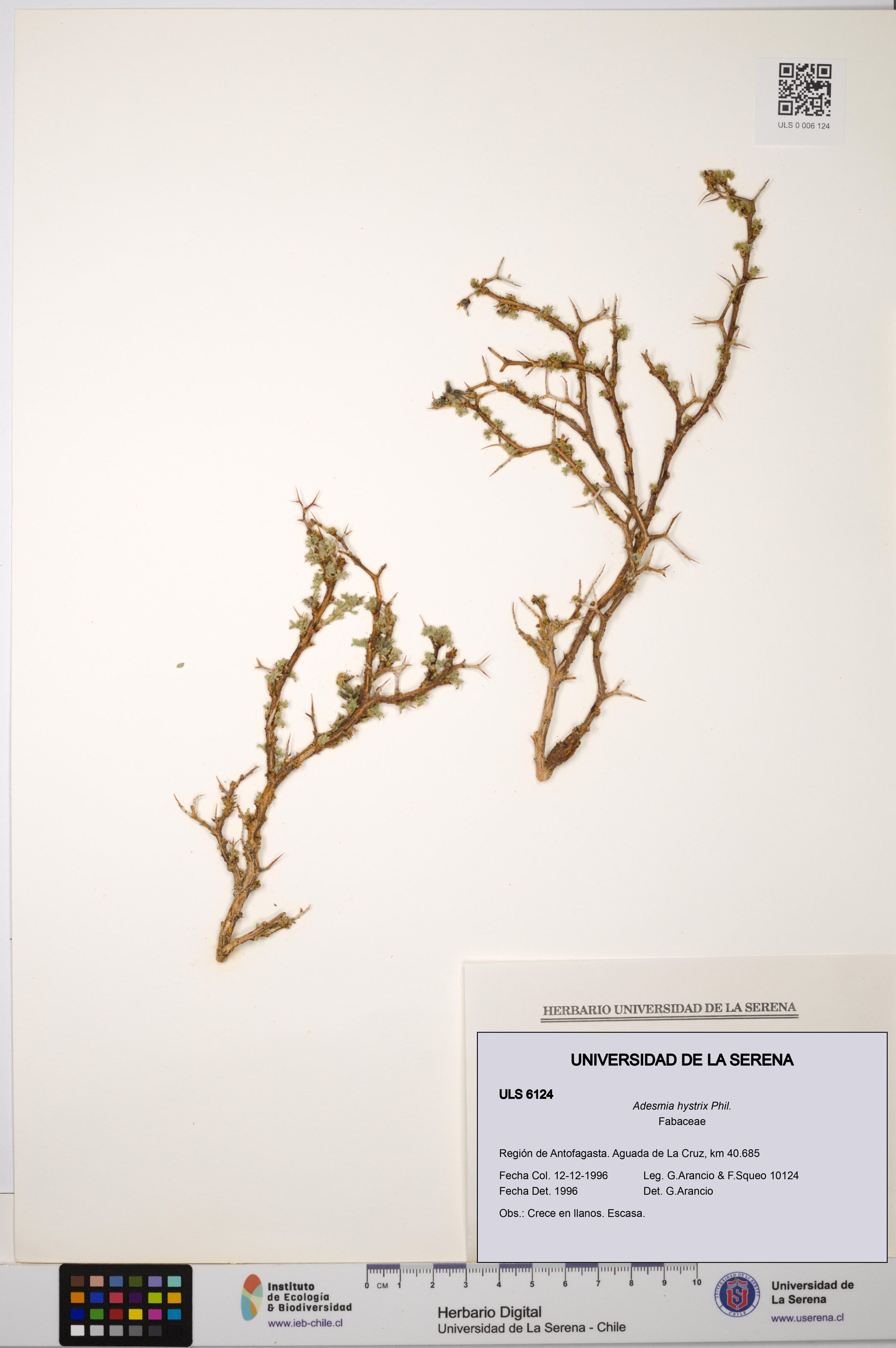 Adesmia hystrix [Espécimen: ]