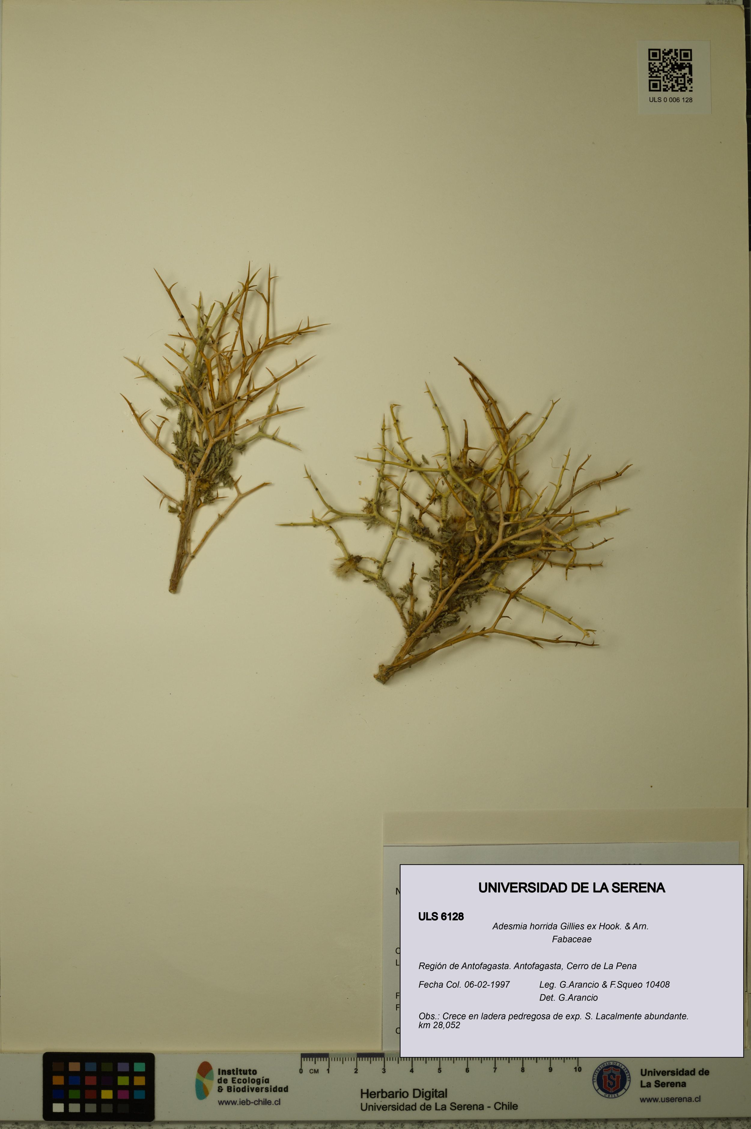 Adesmia horrida [Espécimen: ]