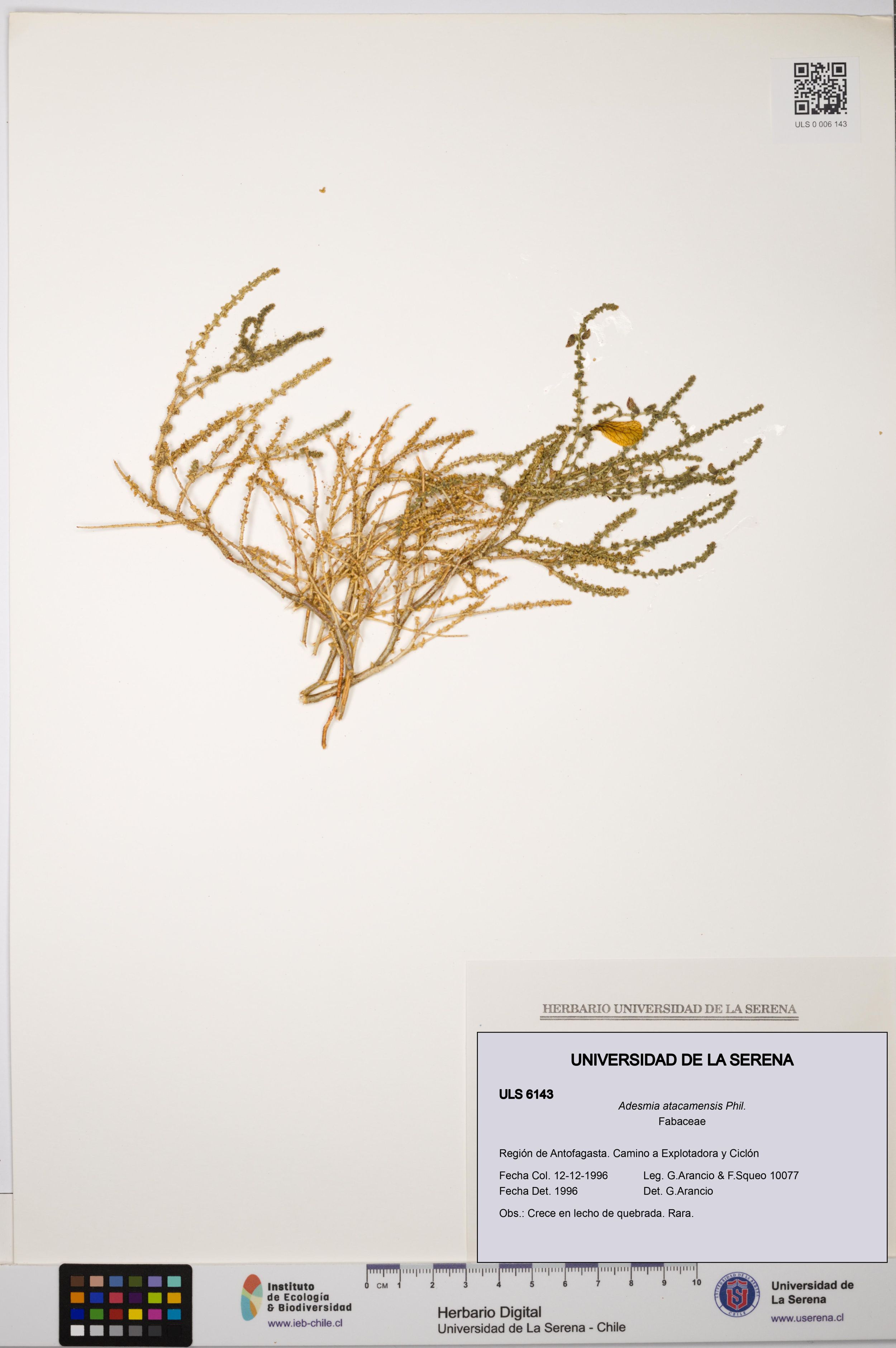 Adesmia atacamensis [Espécimen: ]
