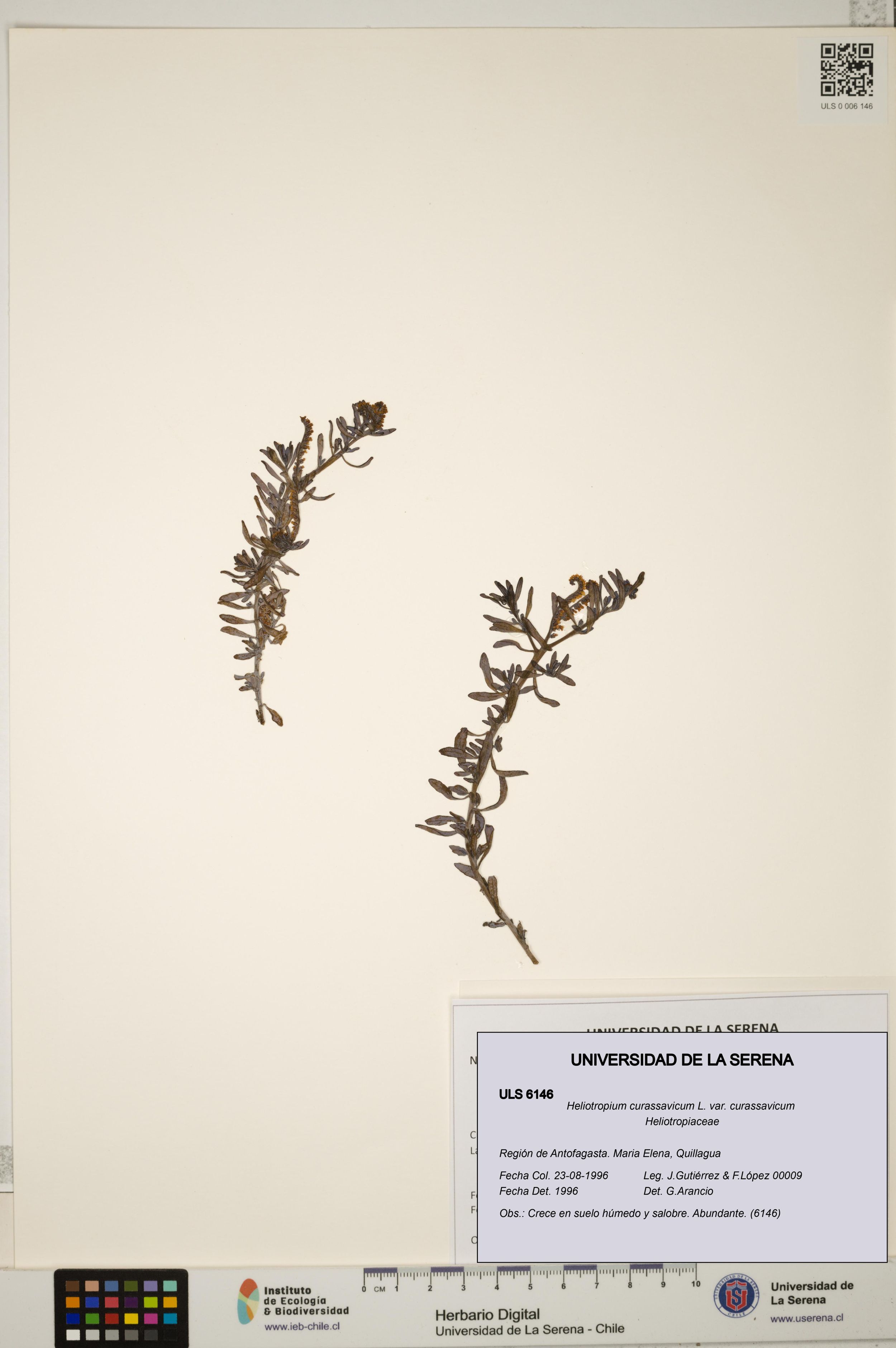 Heliotropium curassavicum var. curassavicum [Espécimen: ]