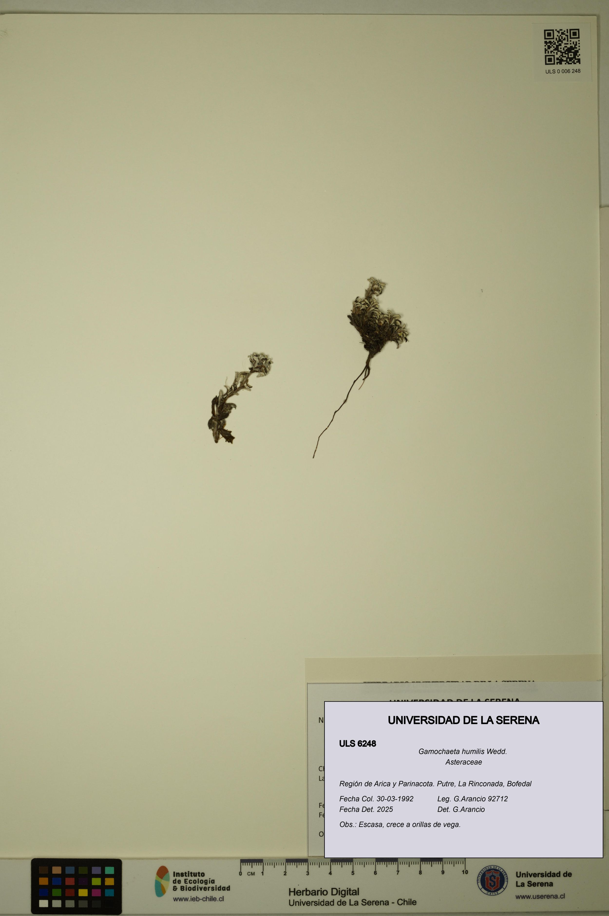Gamochaeta humilis [Espécimen: ]