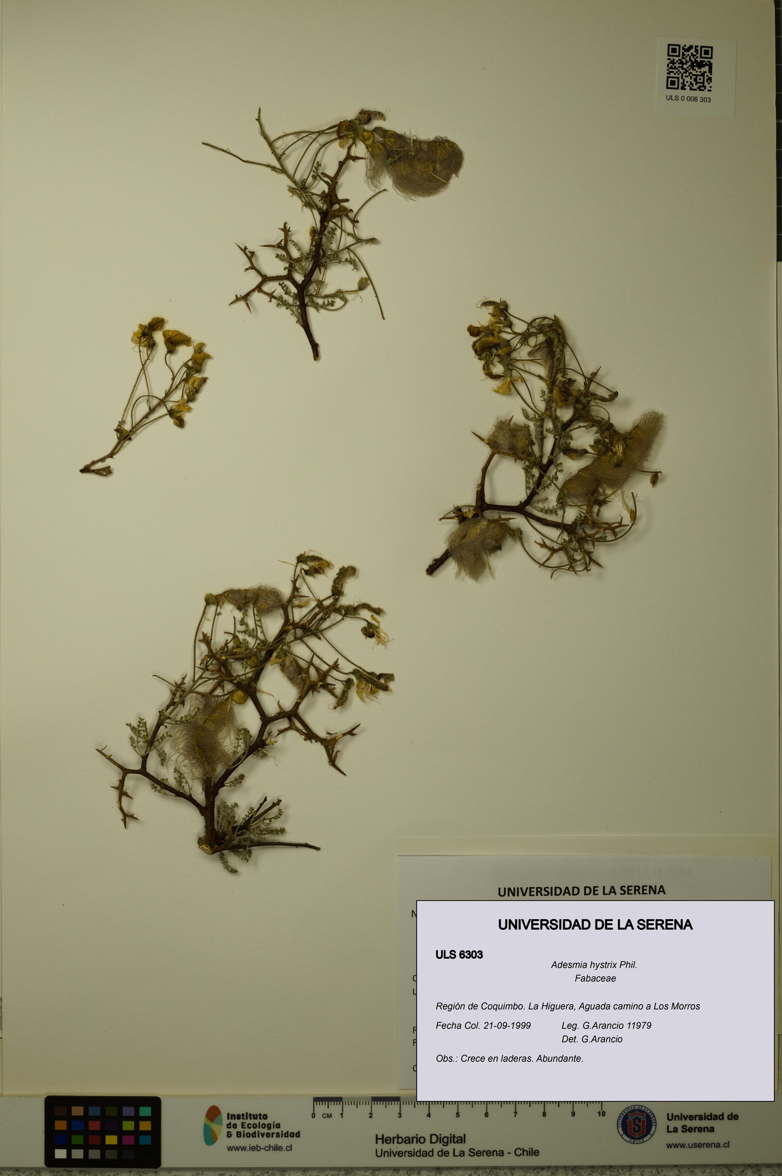 Adesmia hystrix [Espécimen: ]