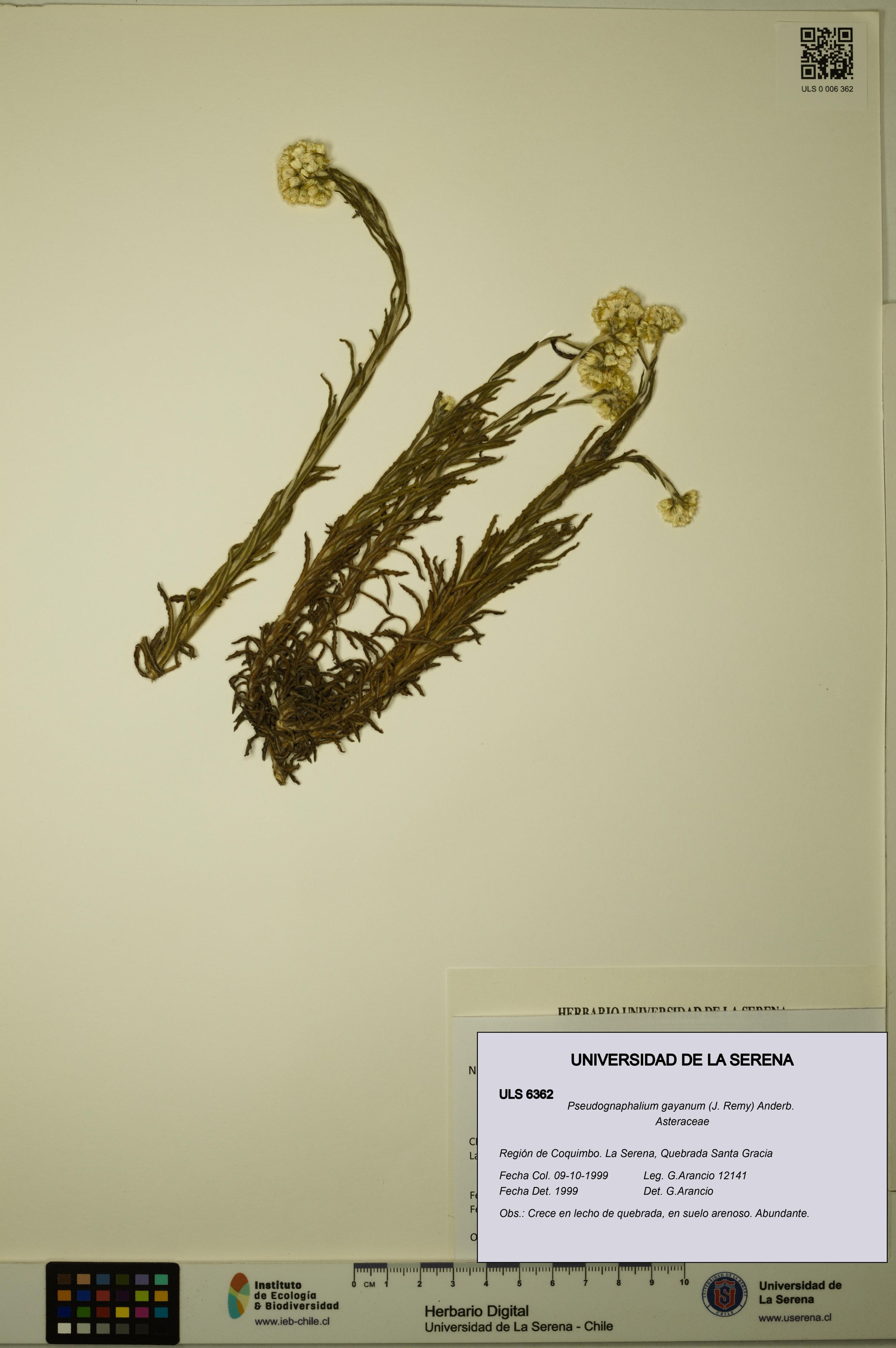 Pseudognaphalium gayanum [Espécimen: ]