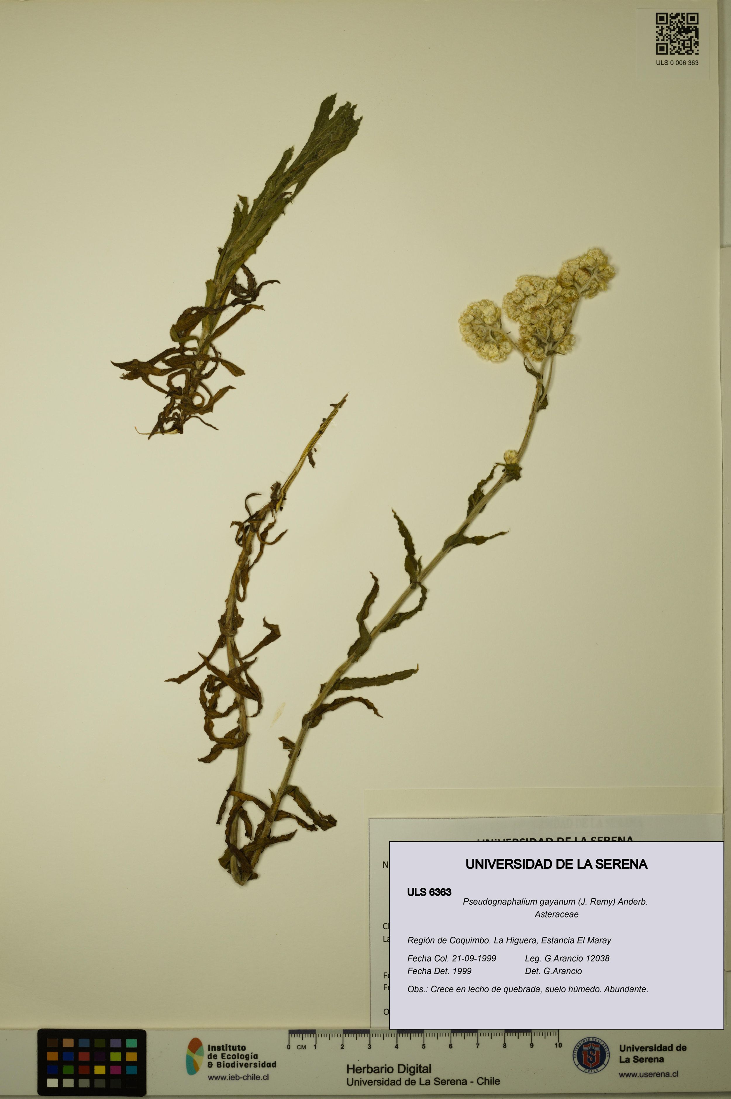 Pseudognaphalium gayanum [Espécimen: ]