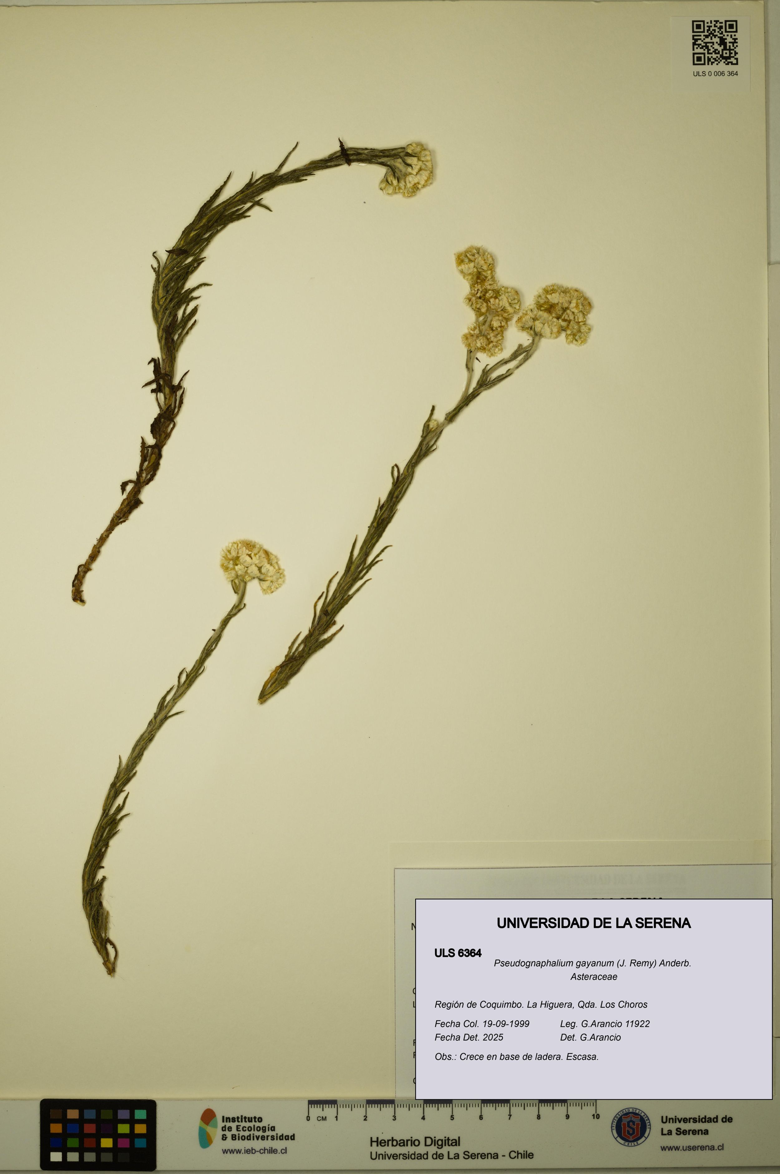 Pseudognaphalium gayanum [Espécimen: ]