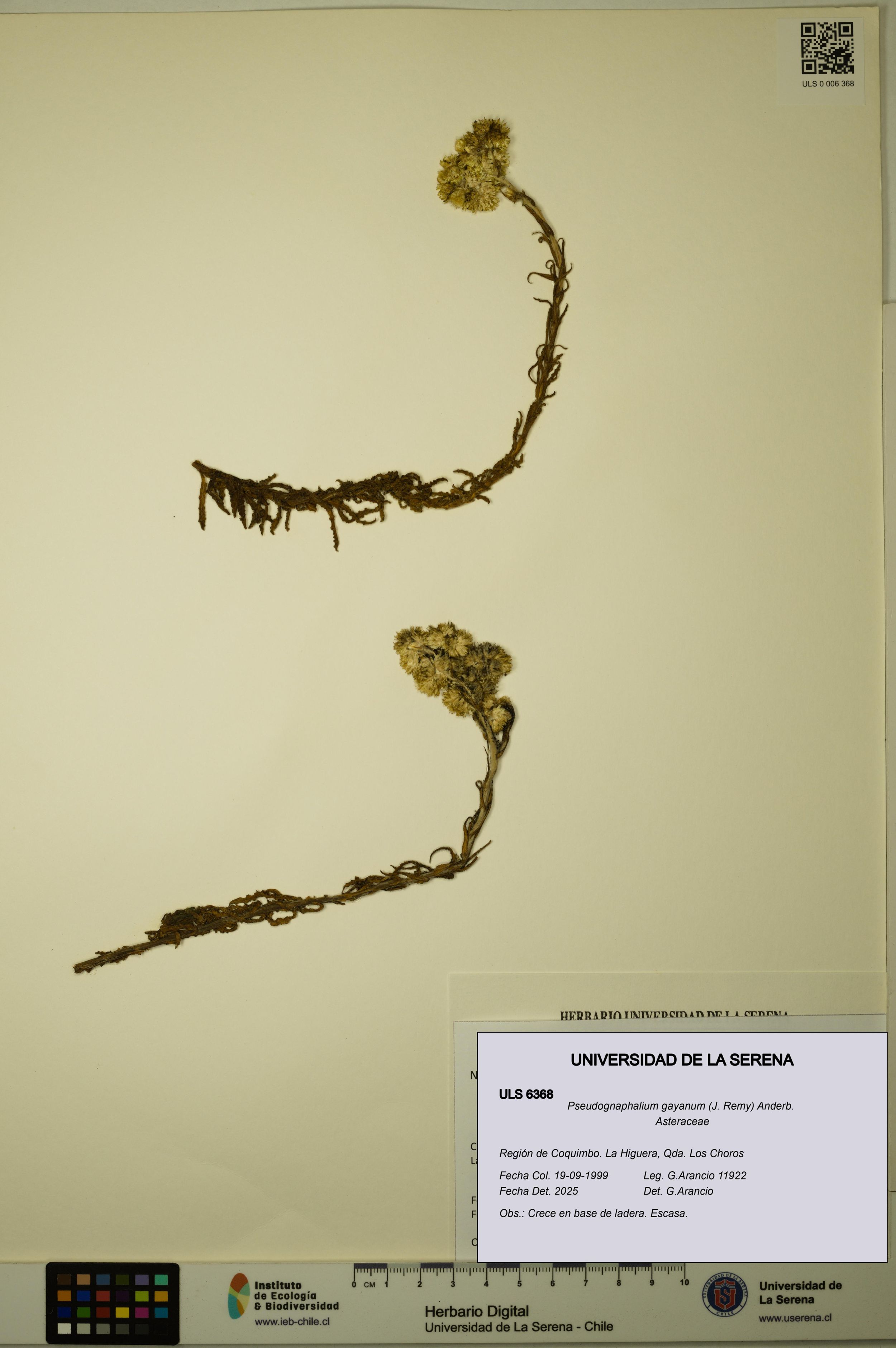 Pseudognaphalium gayanum [Espécimen: ]