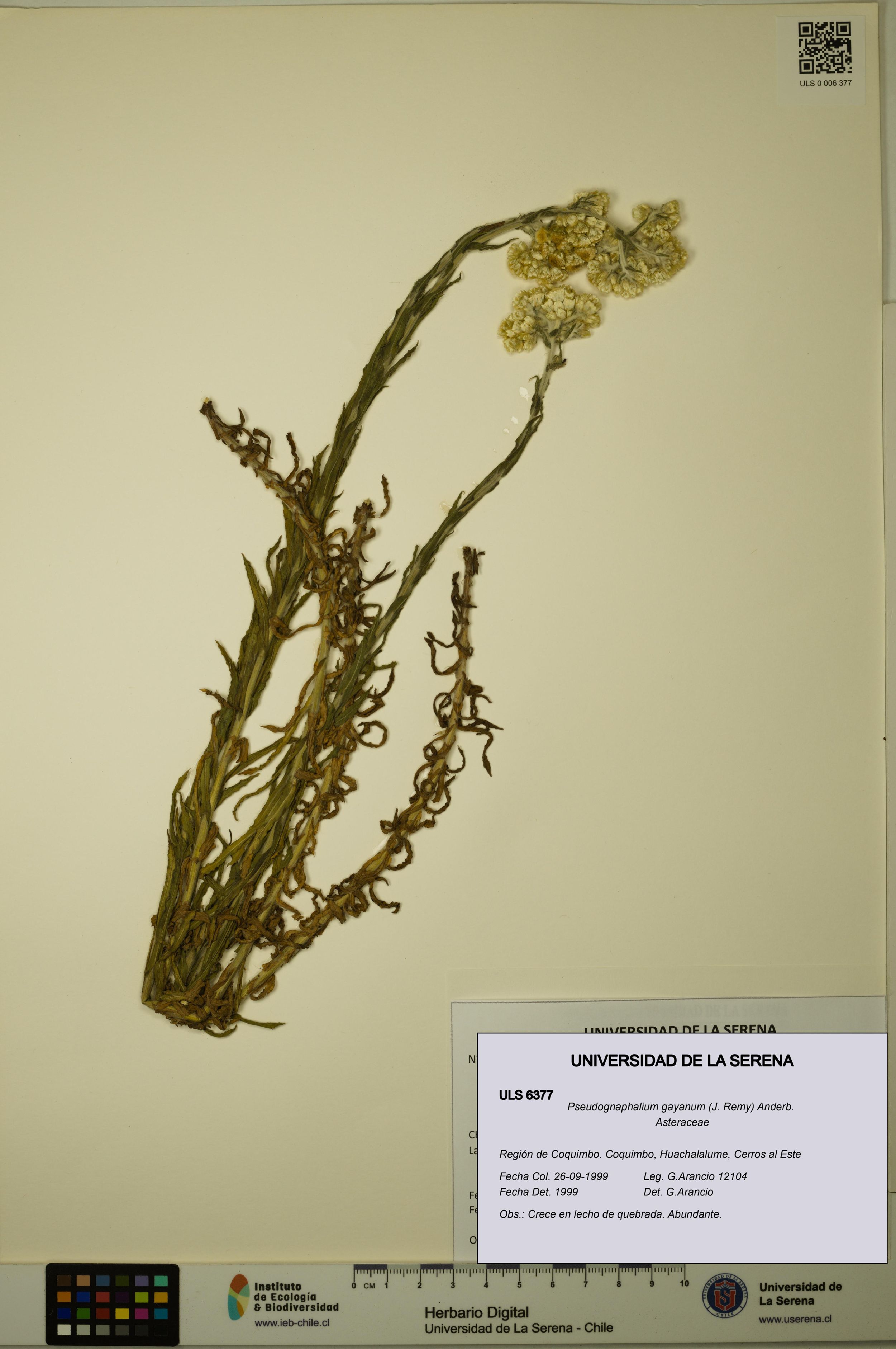 Pseudognaphalium gayanum [Espécimen: ]