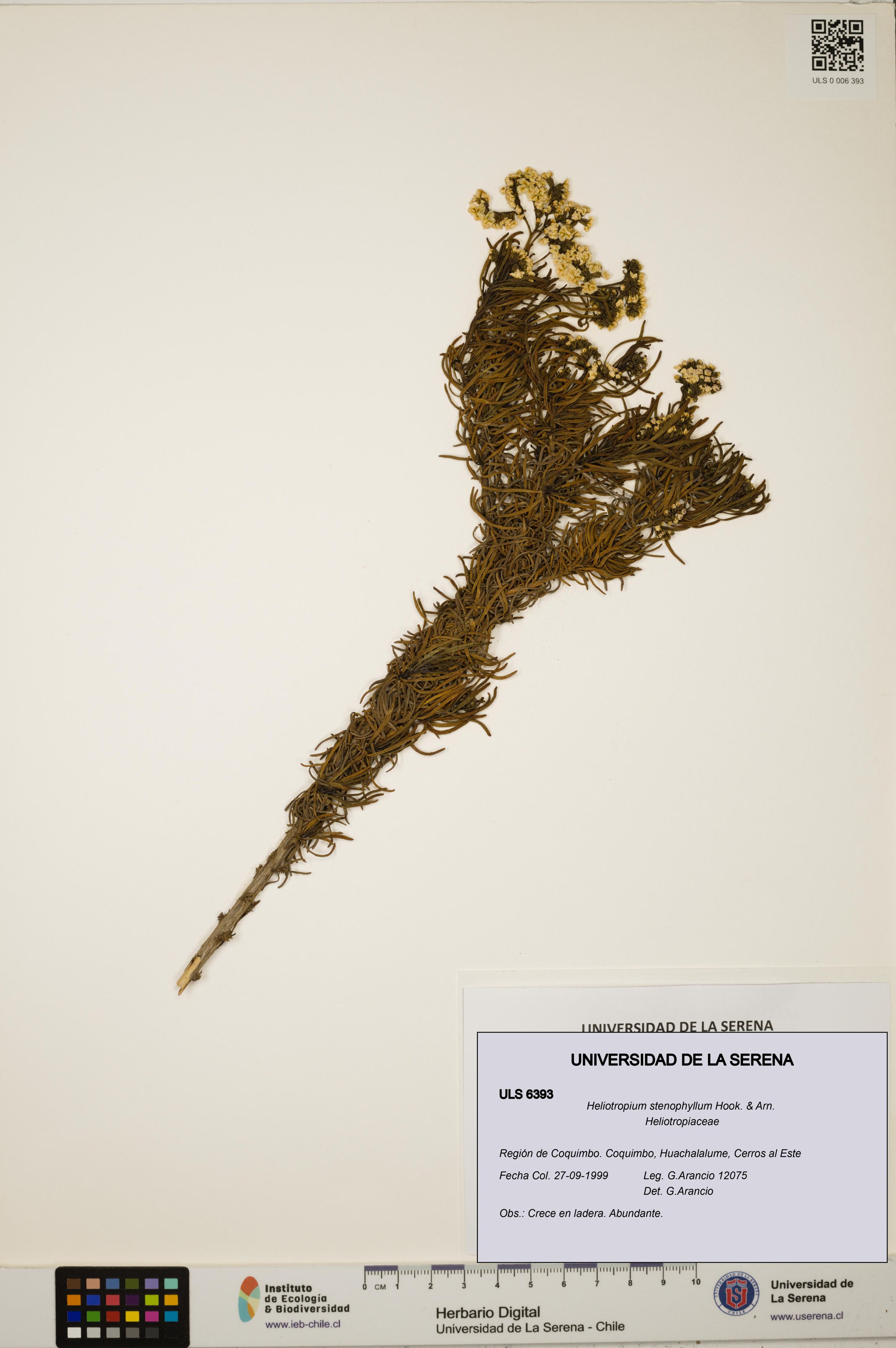 Heliotropium stenophyllum [Espécimen: ]