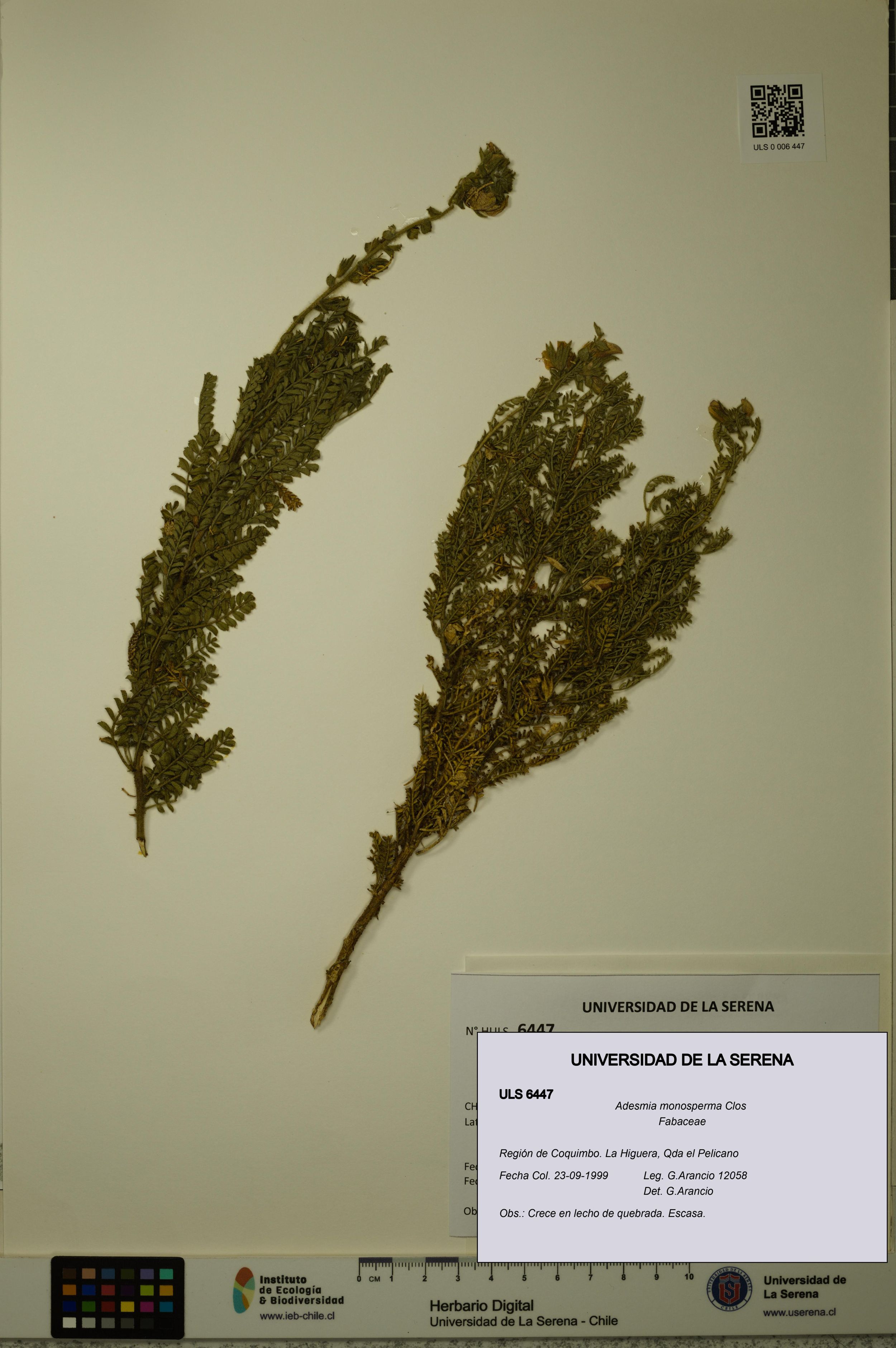 Adesmia monosperma [Espécimen: ]
