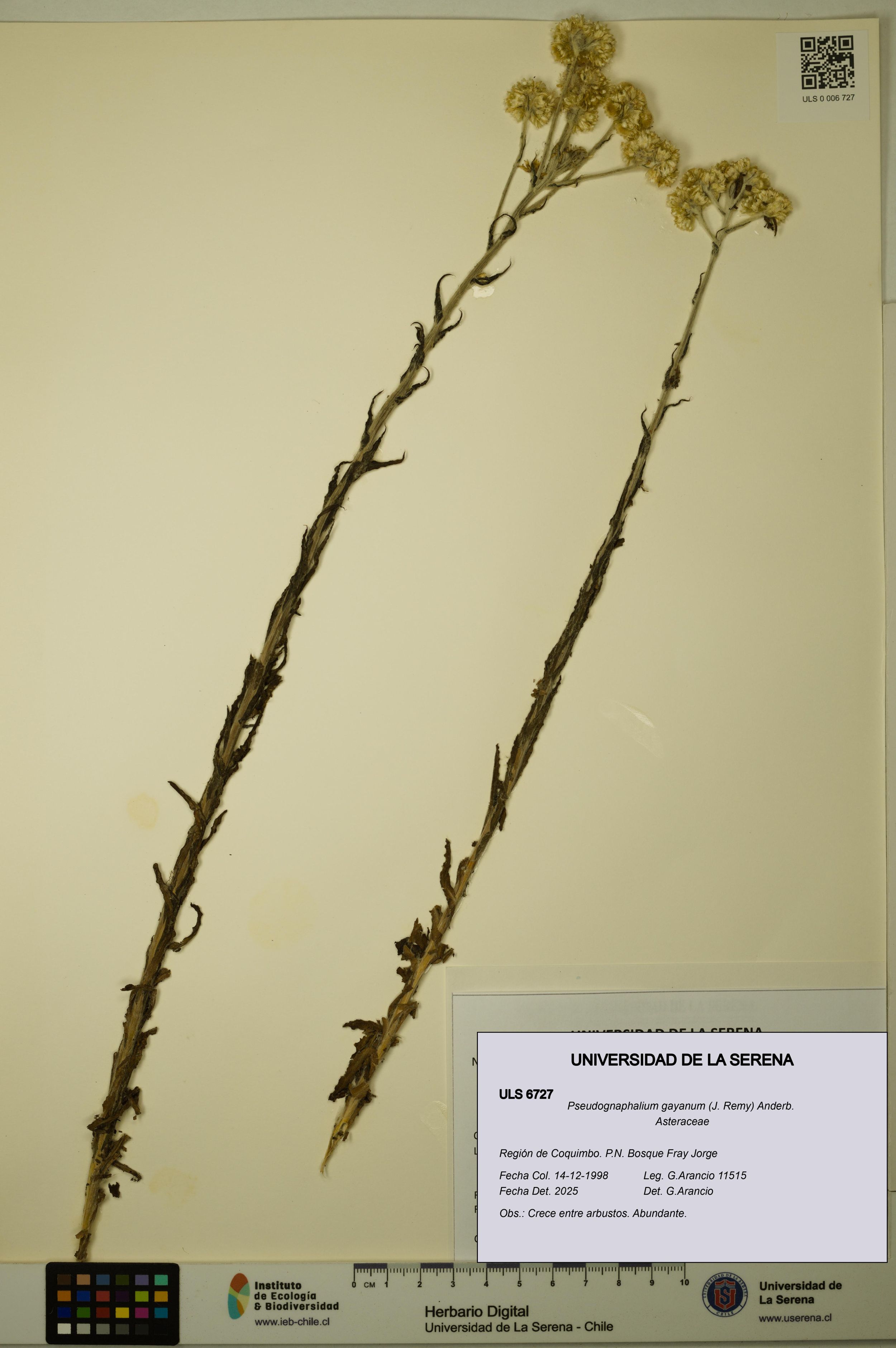 Pseudognaphalium gayanum [Espécimen: ]