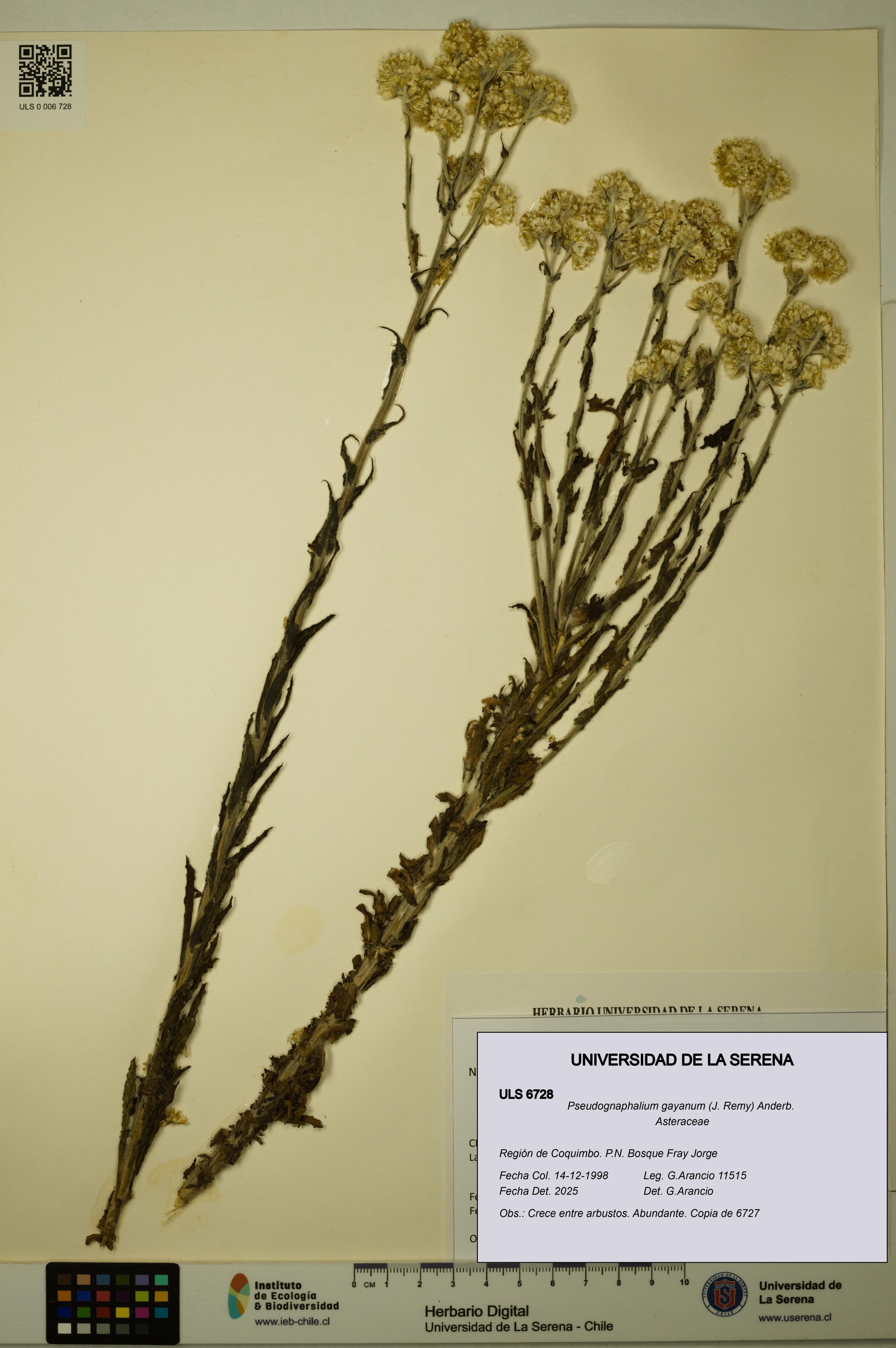 Pseudognaphalium gayanum [Espécimen: ]