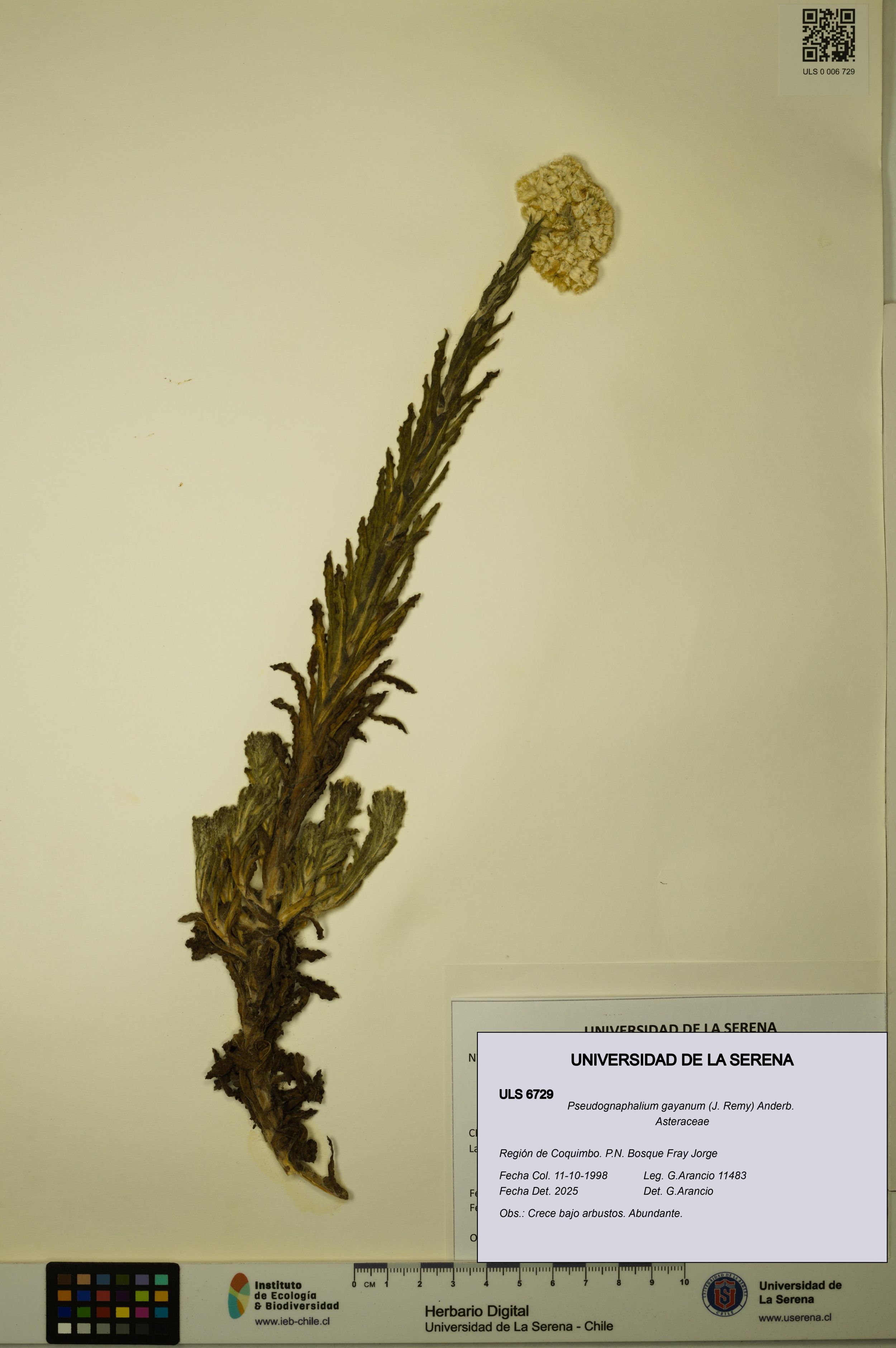 Pseudognaphalium gayanum [Espécimen: ]