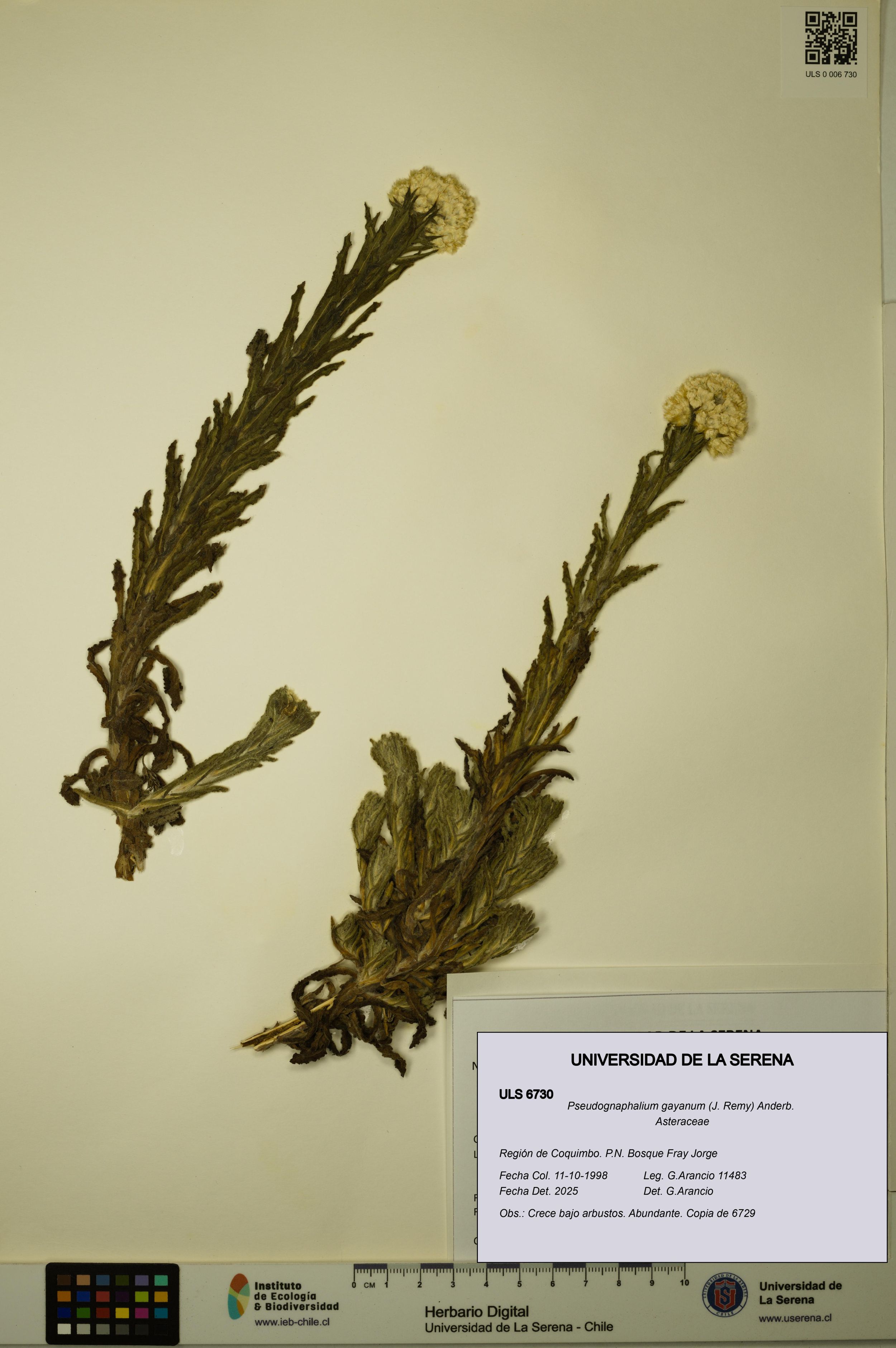 Pseudognaphalium gayanum [Espécimen: ]