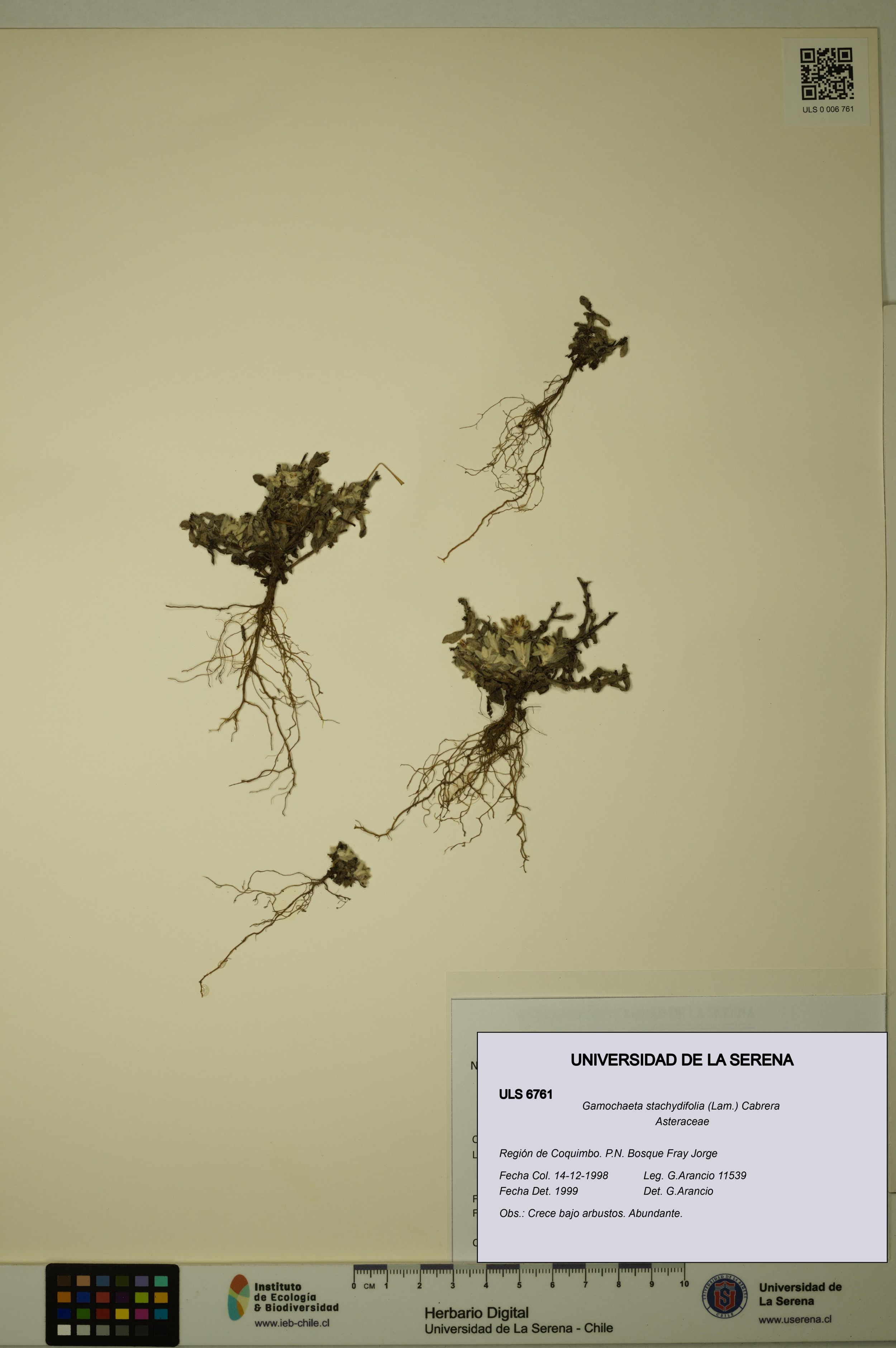 Gamochaeta stachydifolia [Espécimen: ]