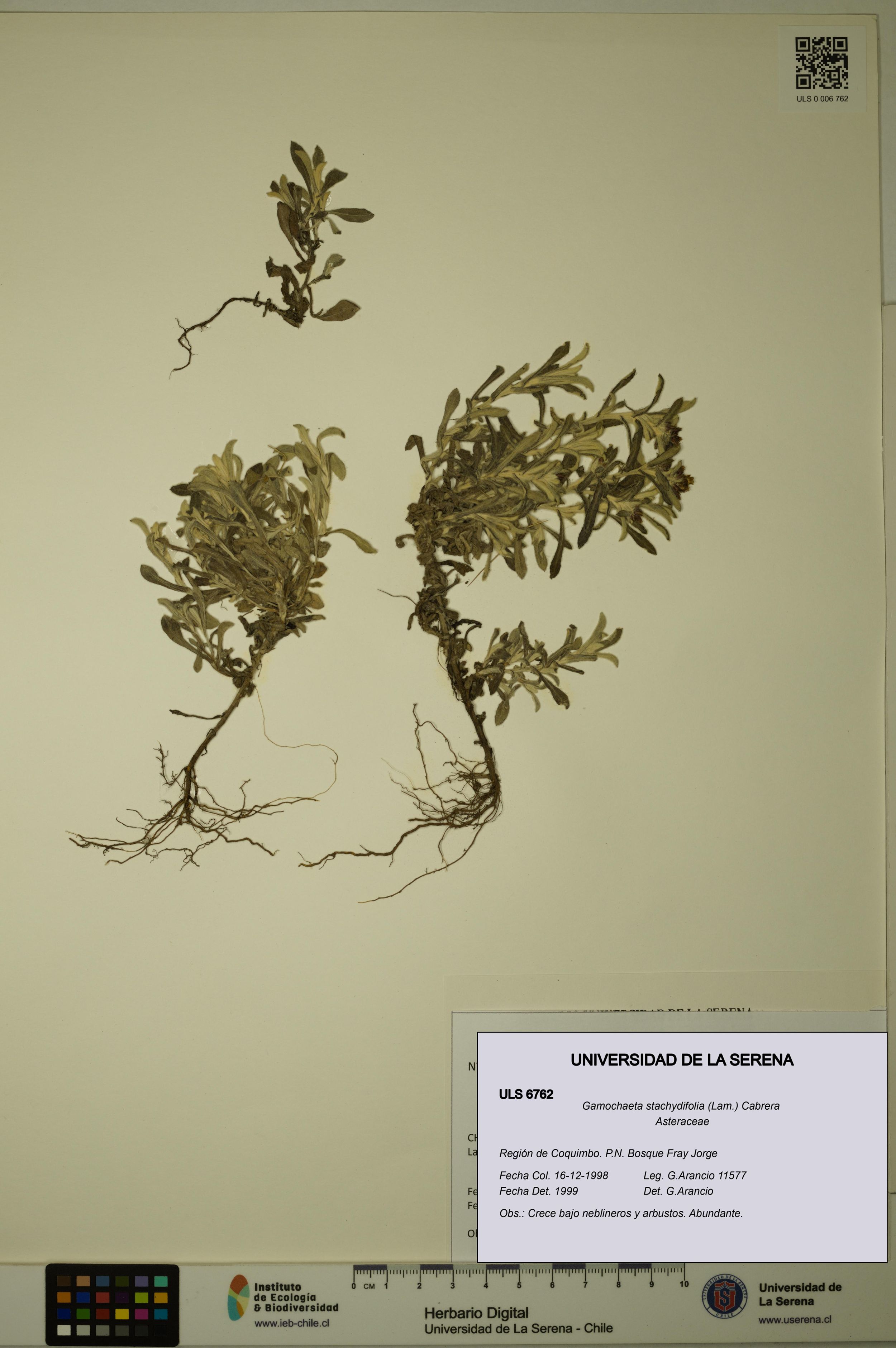 Gamochaeta stachydifolia [Espécimen: ]