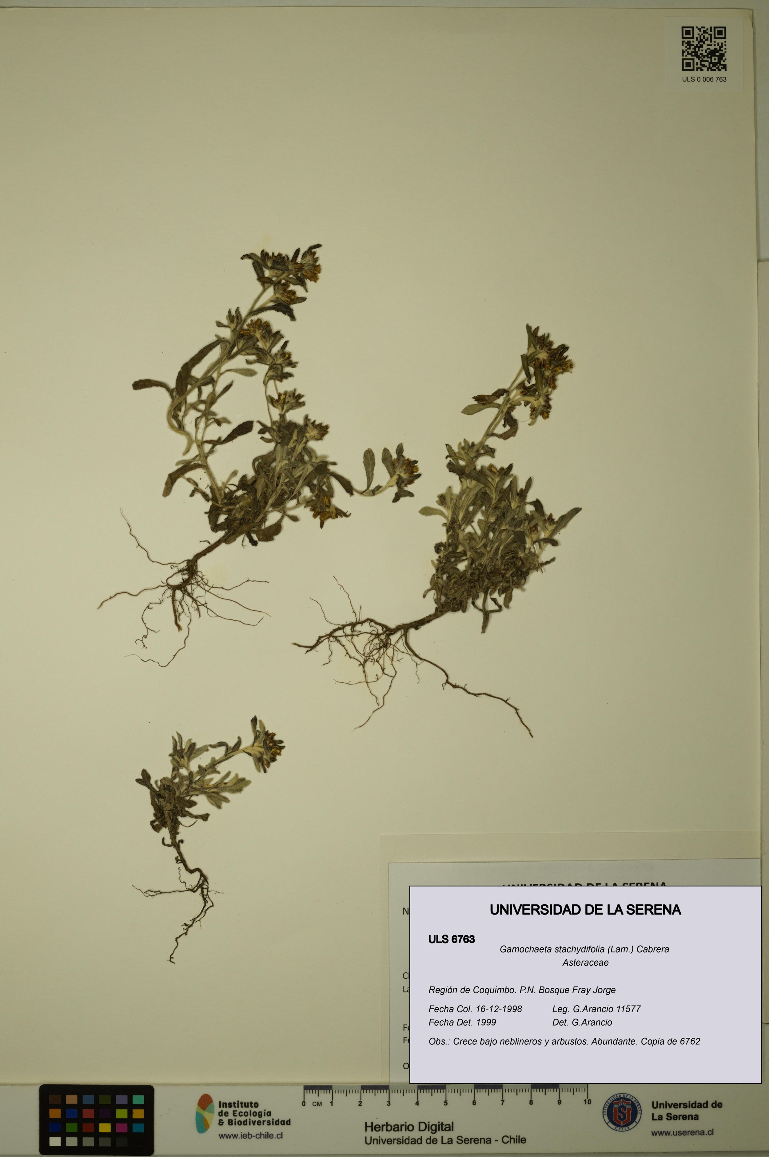 Gamochaeta stachydifolia [Espécimen: ]