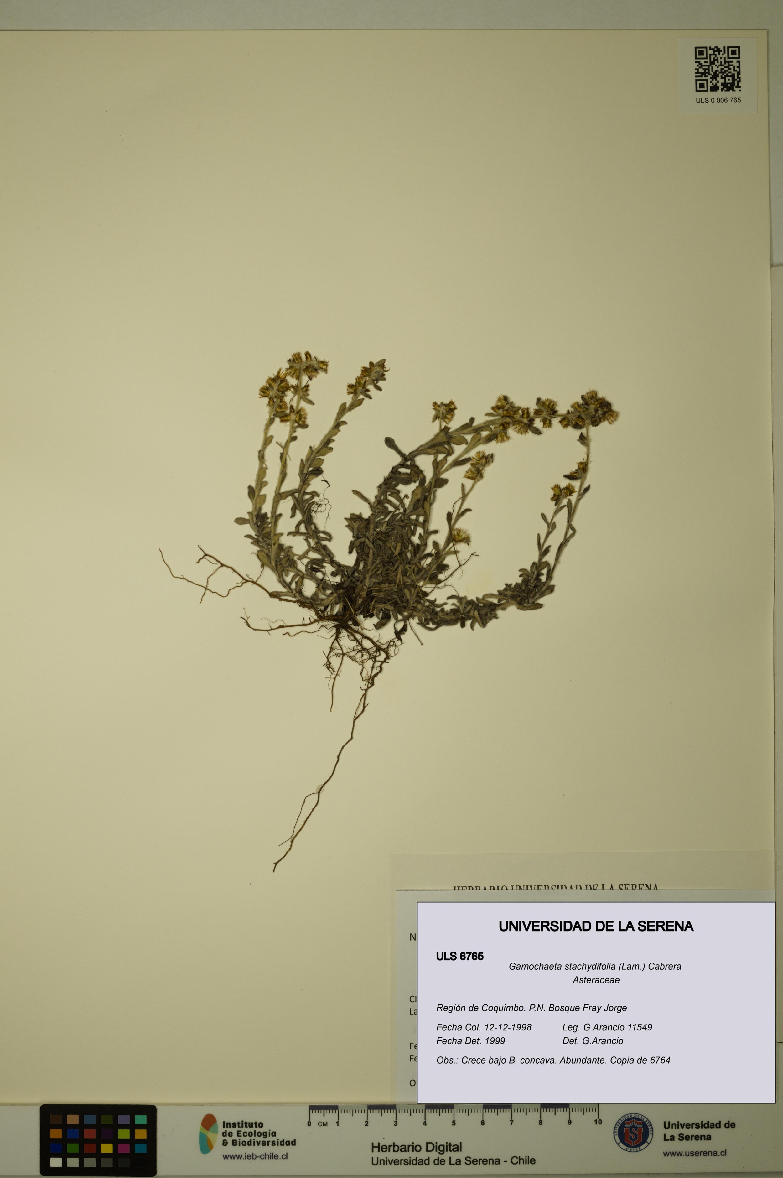 Gamochaeta stachydifolia [Espécimen: ]