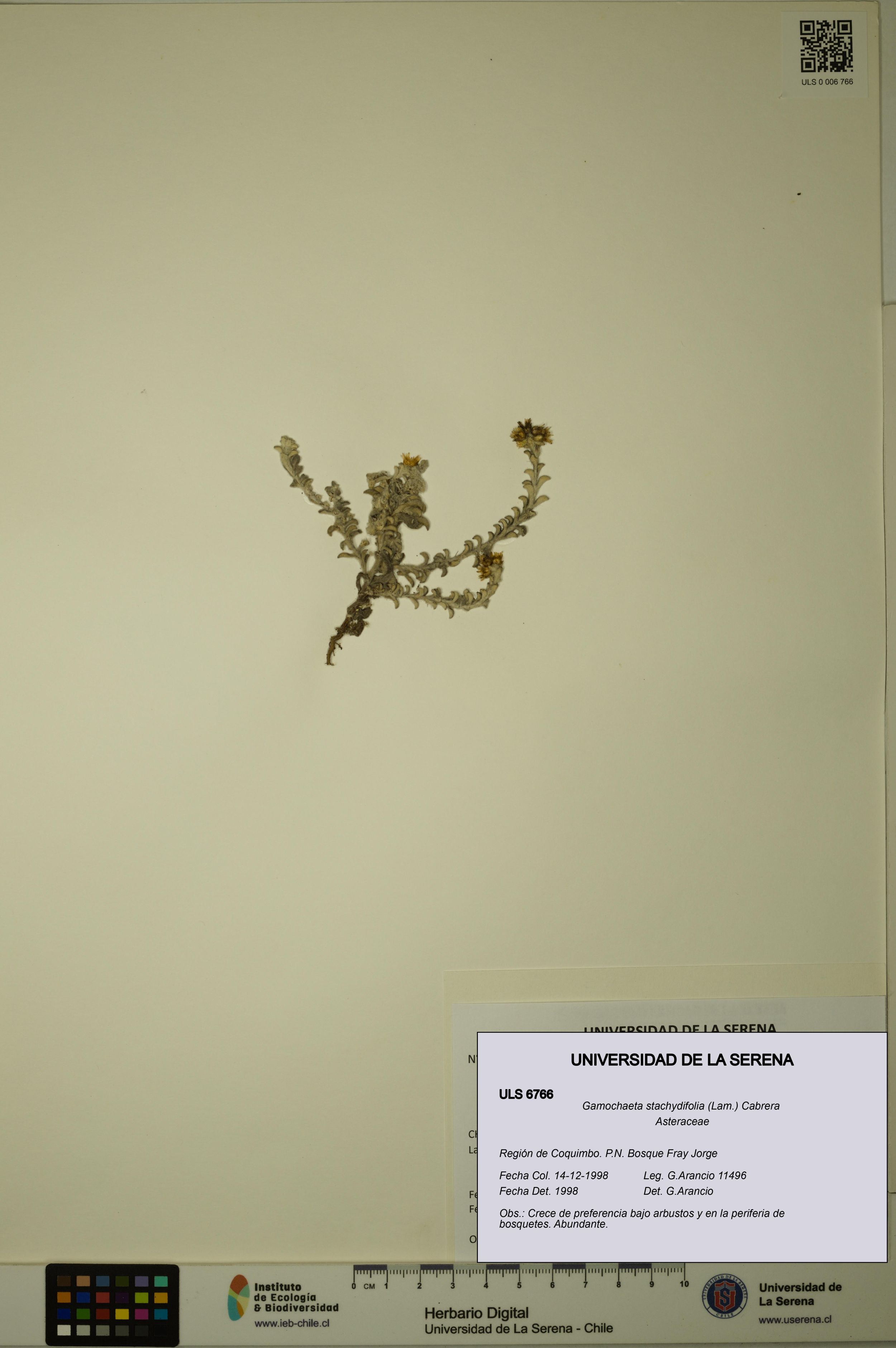 Gamochaeta stachydifolia [Espécimen: ]