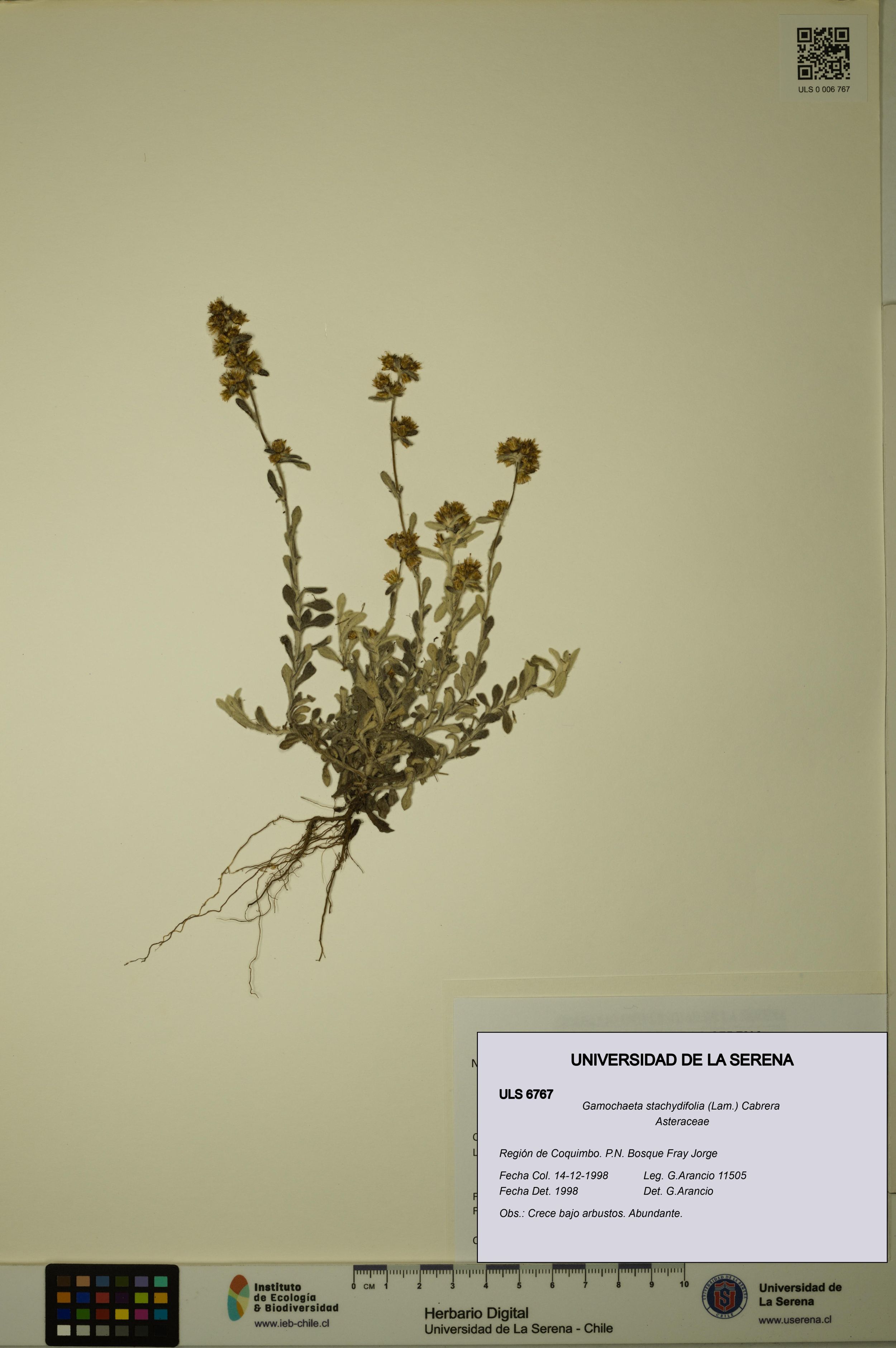 Gamochaeta stachydifolia [Espécimen: ]