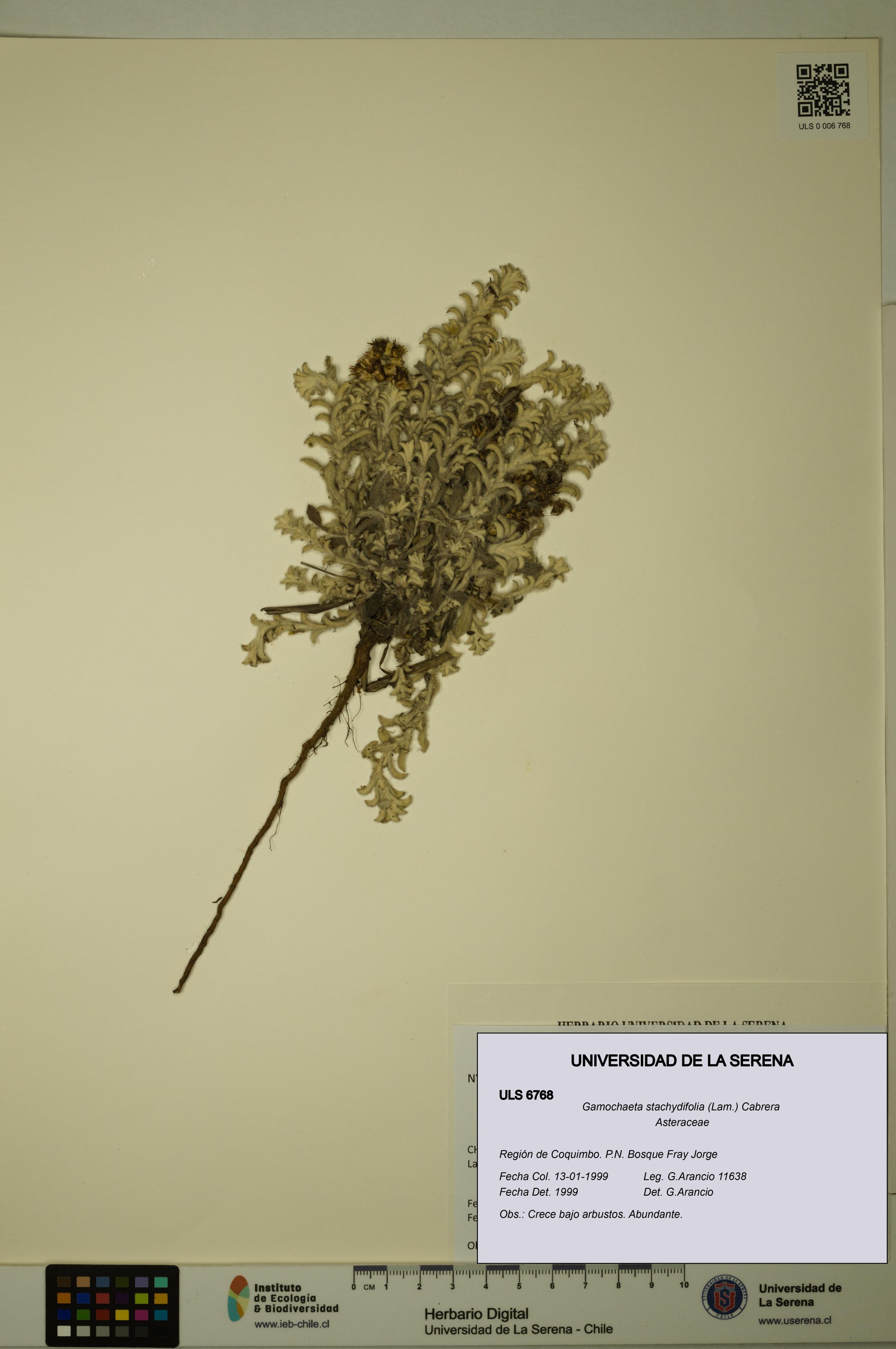 Gamochaeta stachydifolia [Espécimen: ]