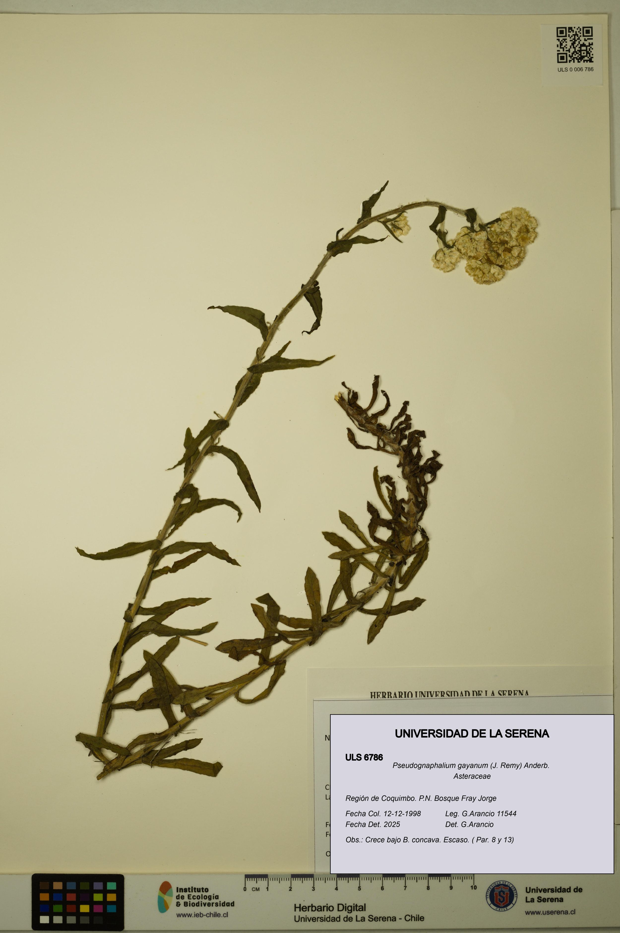 Pseudognaphalium gayanum [Espécimen: ]