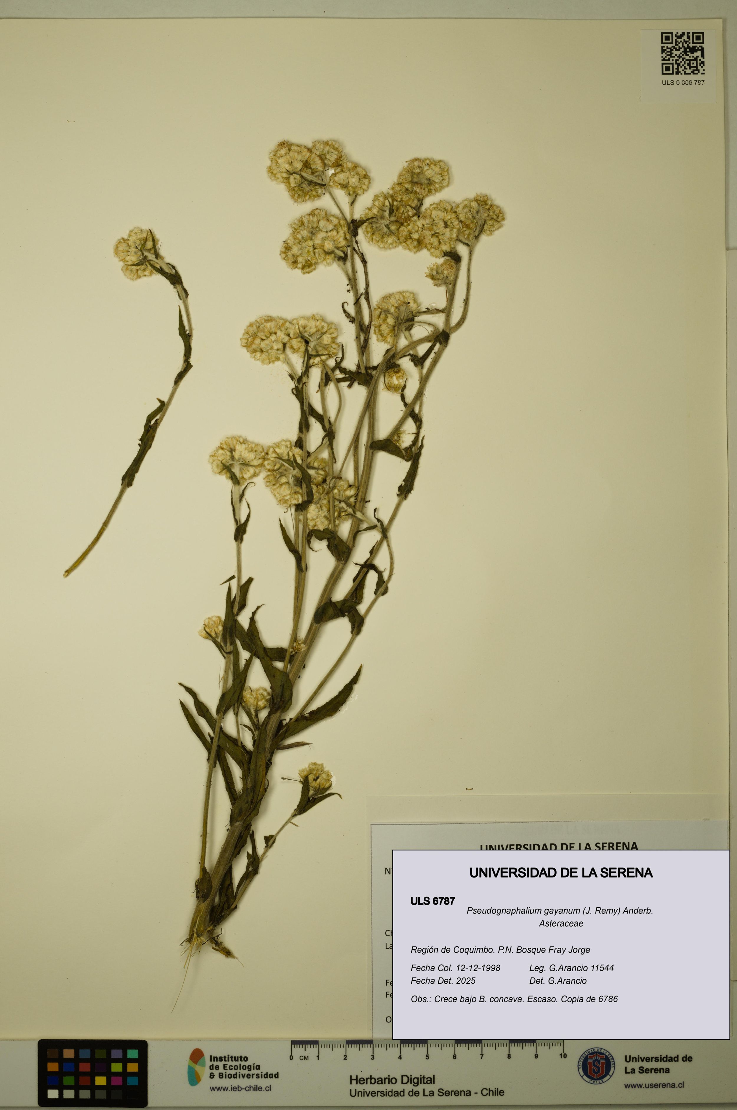 Pseudognaphalium gayanum [Espécimen: ]