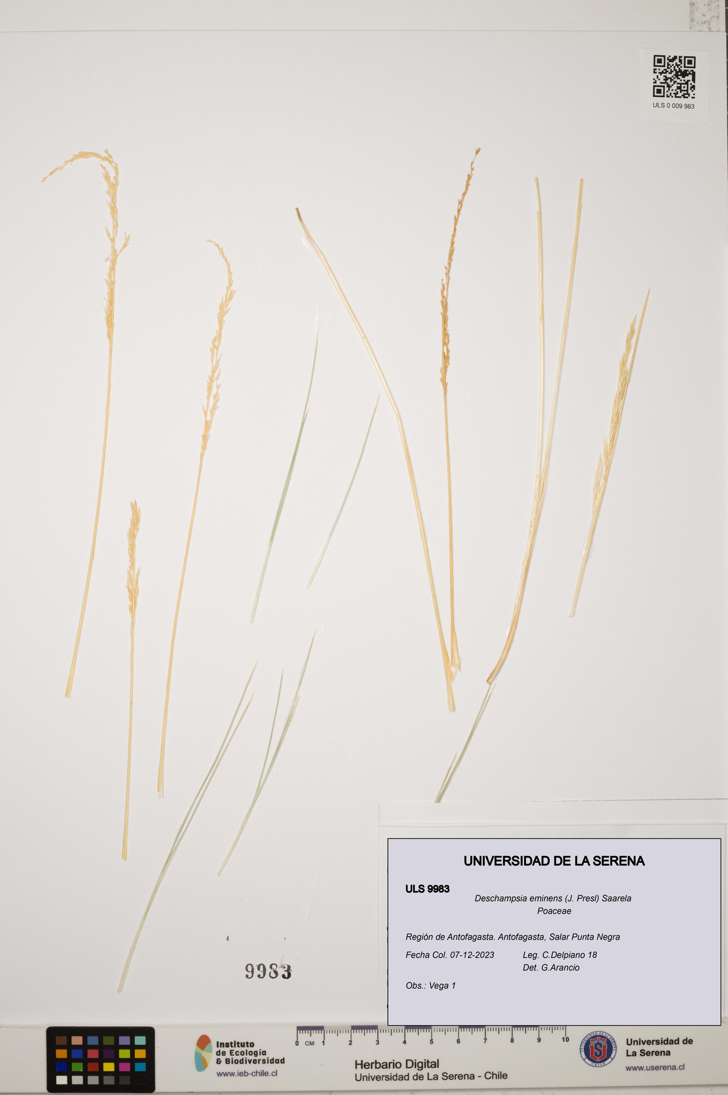 Deschampsia eminens [Espécimen: ]