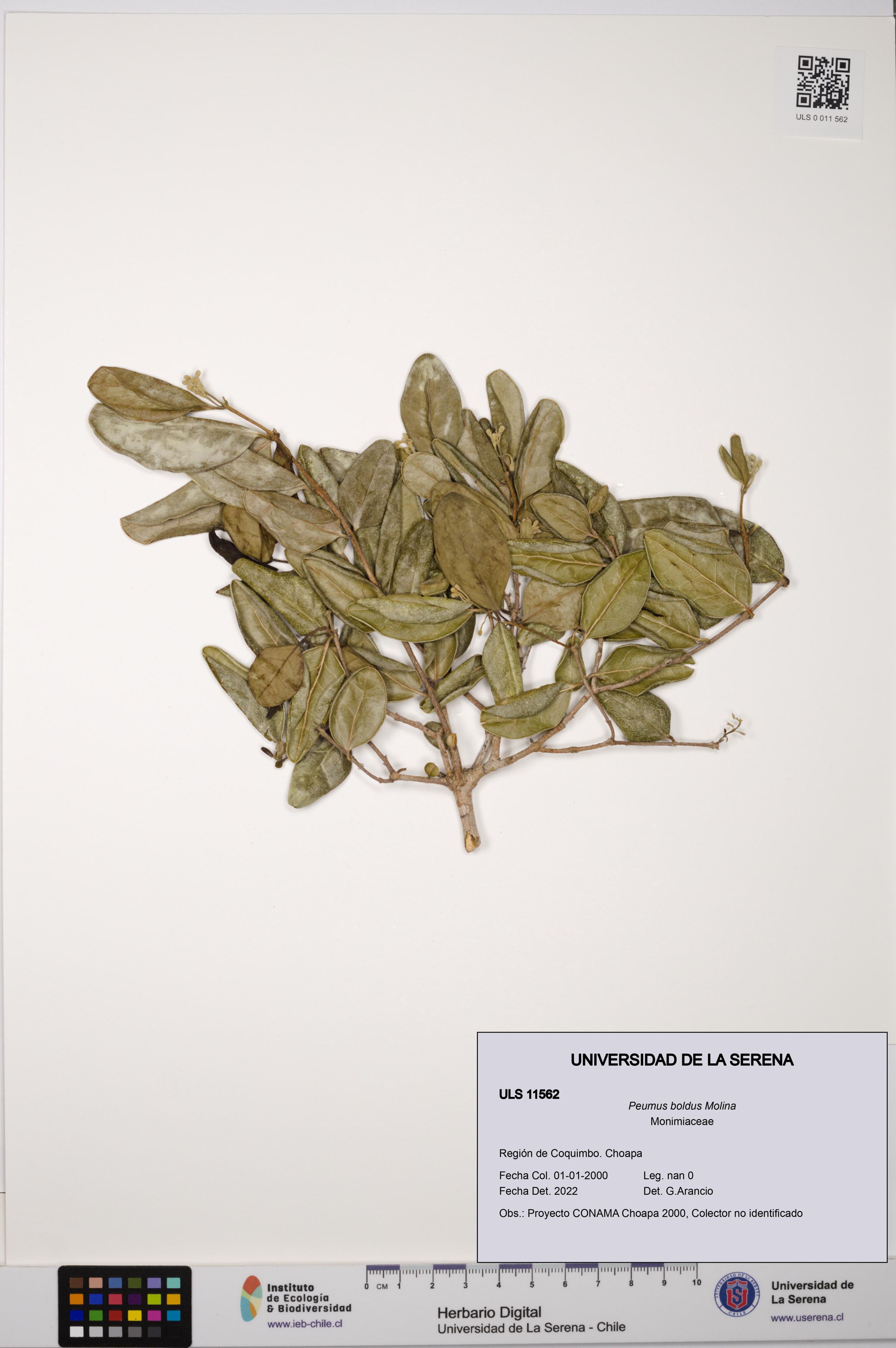 Peumus boldus [Espécimen: ]