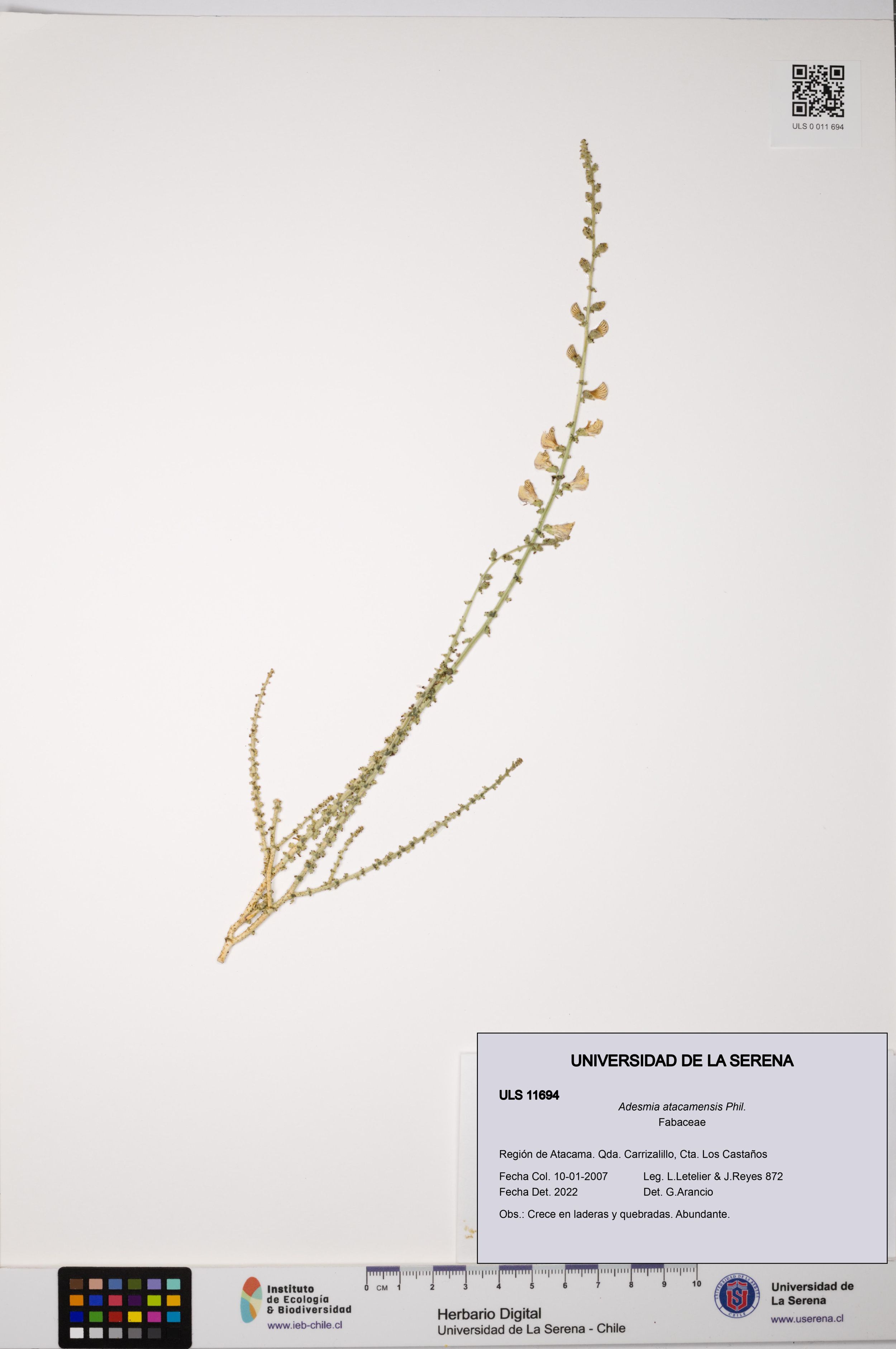 Adesmia atacamensis [Espécimen: ]
