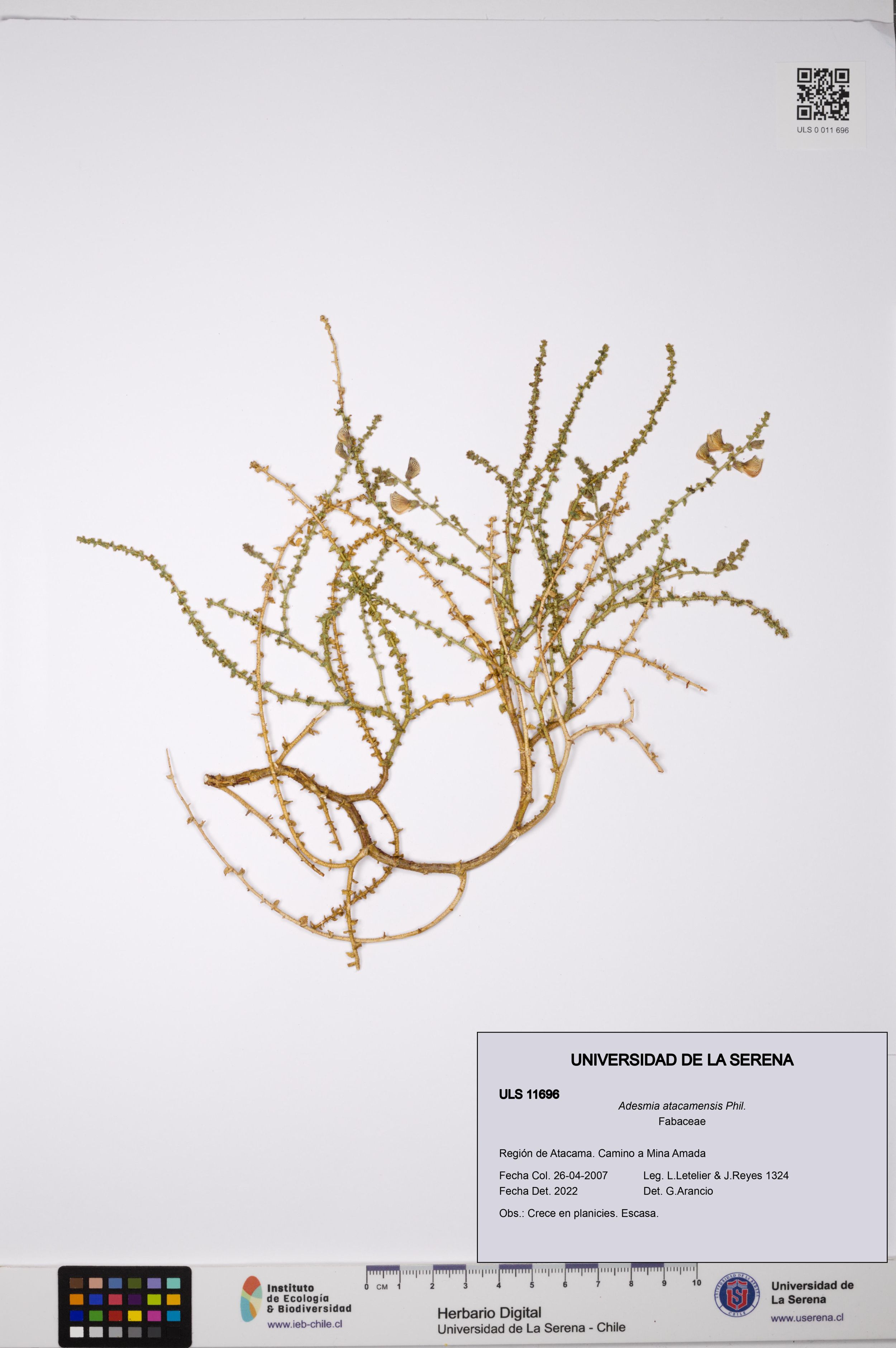 Adesmia atacamensis [Espécimen: ]