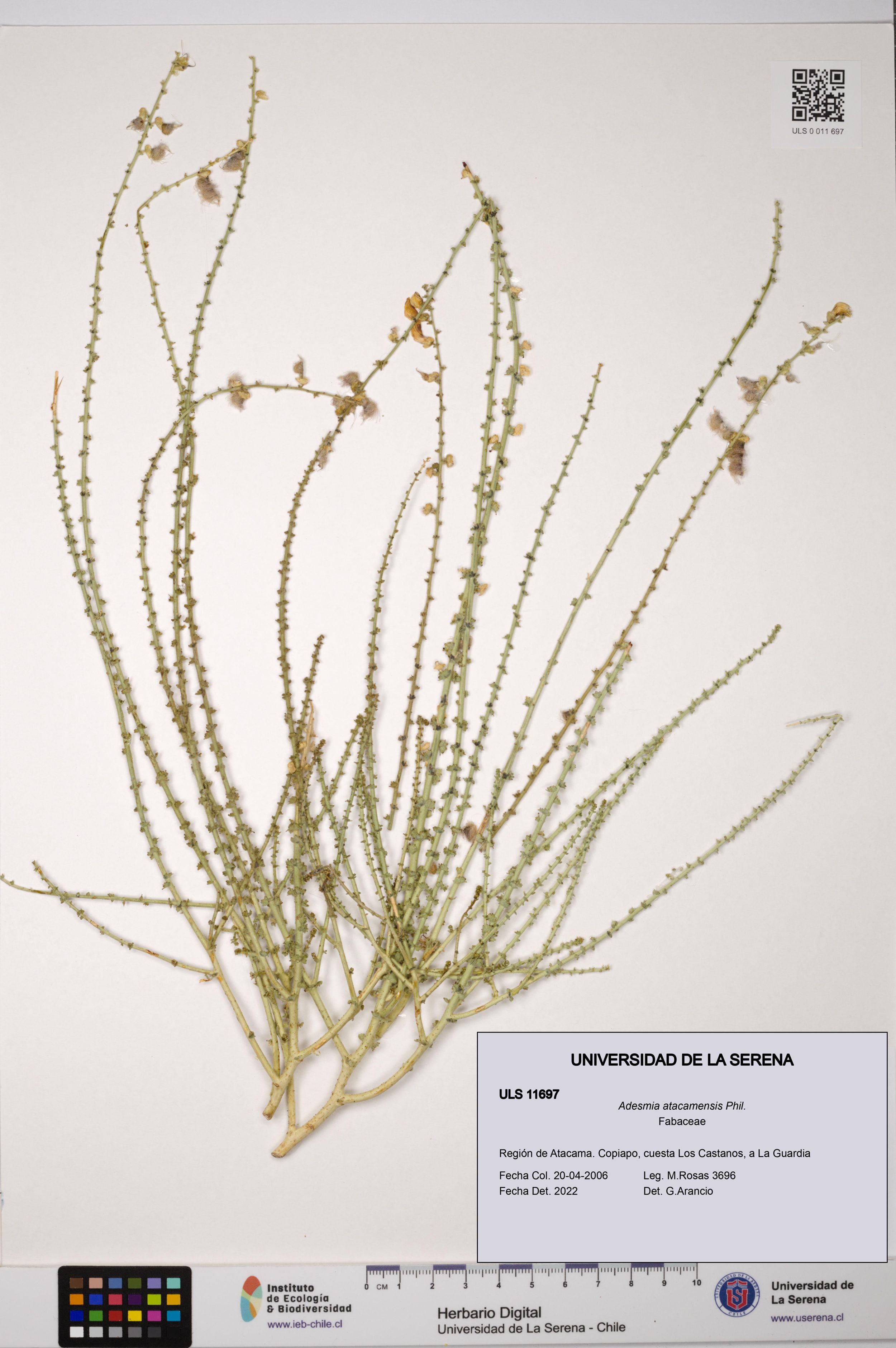 Adesmia atacamensis [Espécimen: ]
