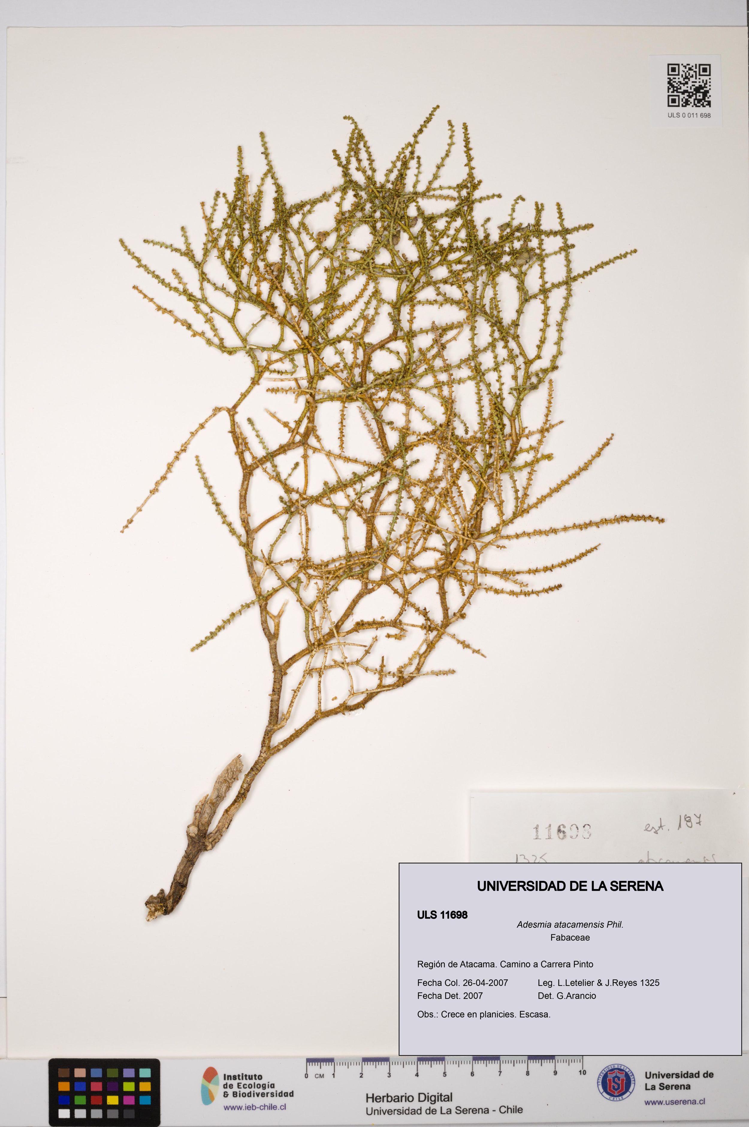 Adesmia atacamensis [Espécimen: ]