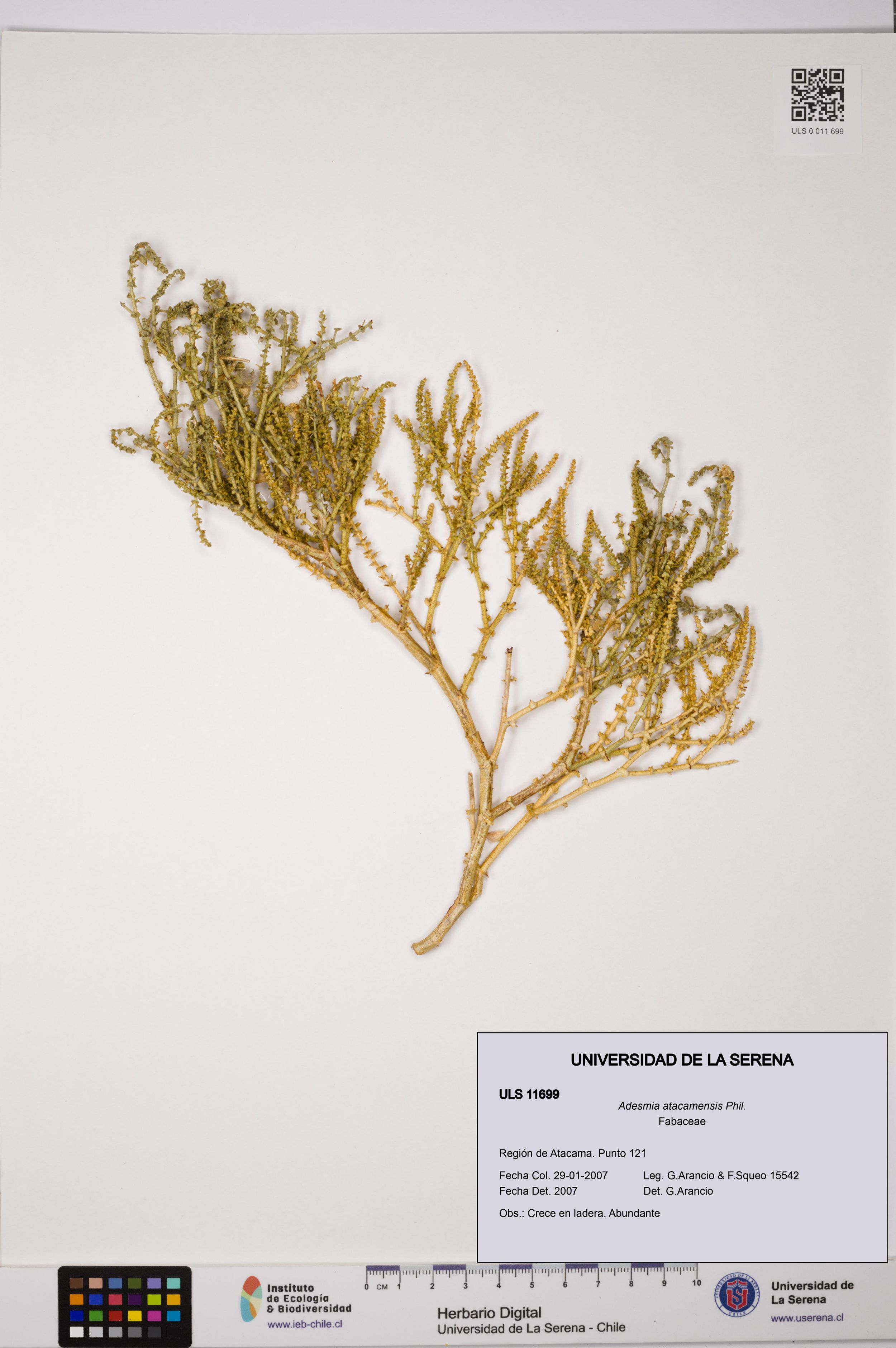Adesmia atacamensis [Espécimen: ]