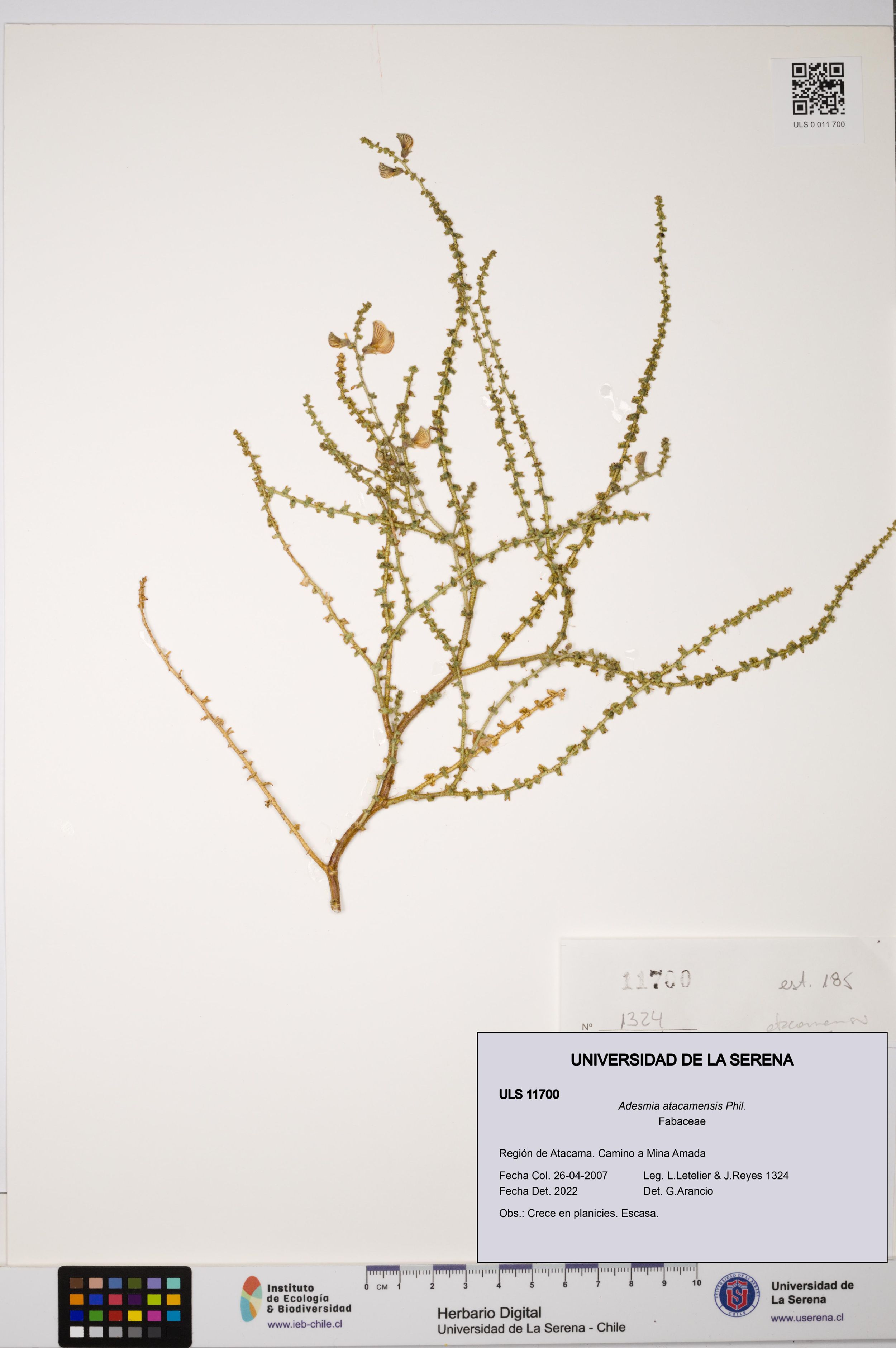 Adesmia atacamensis [Espécimen: ]