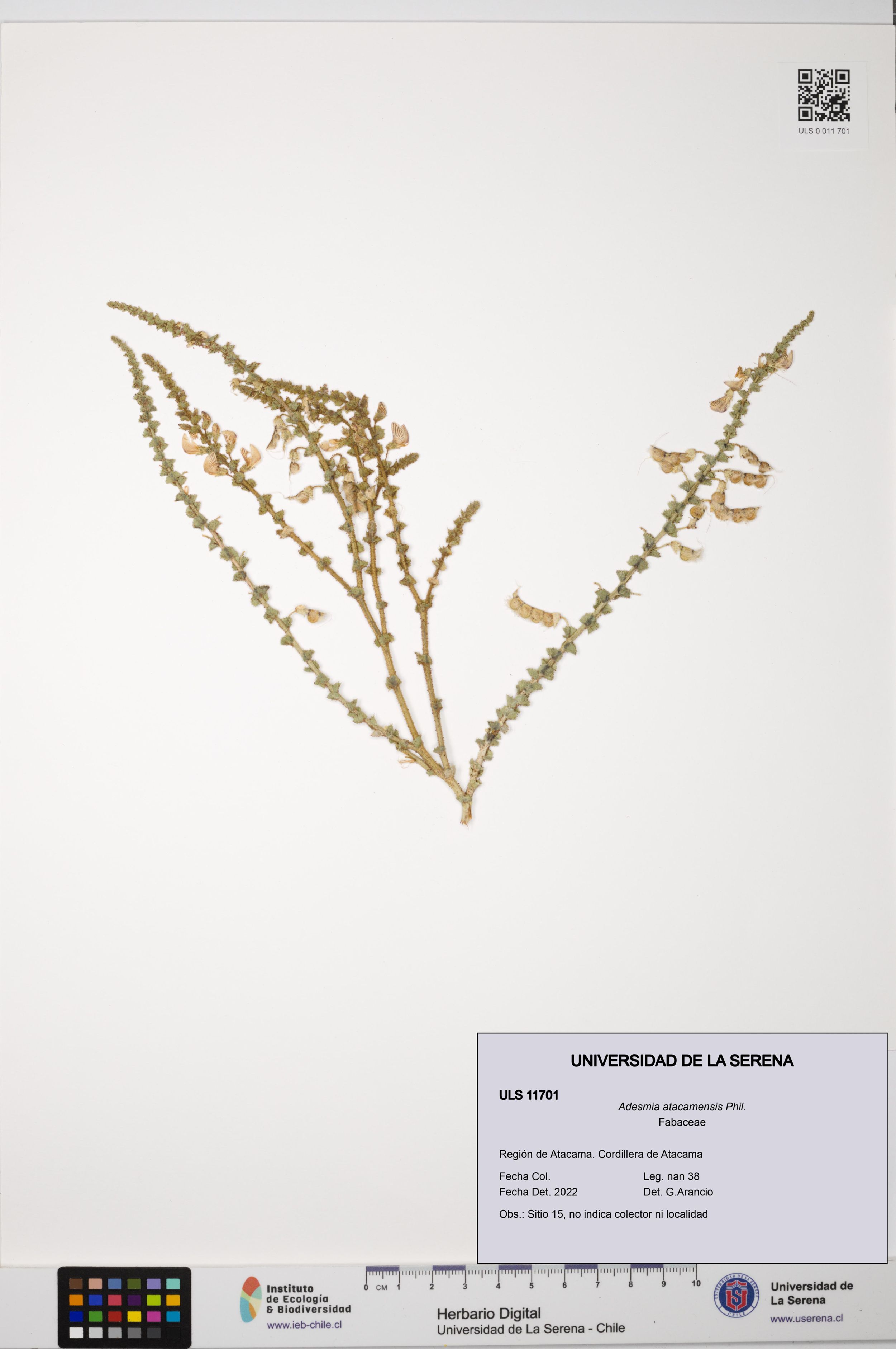 Adesmia atacamensis [Espécimen: ]