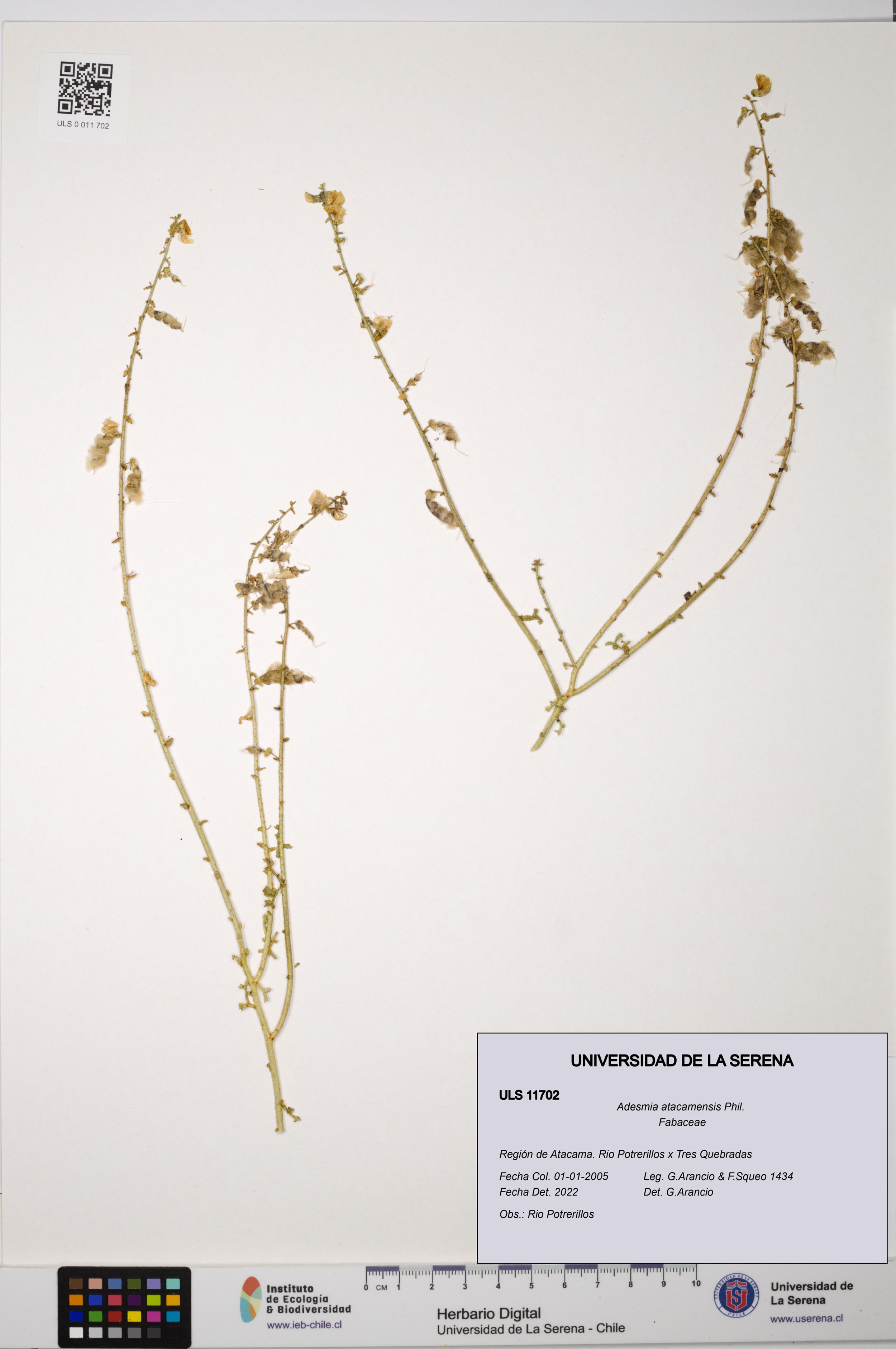 Adesmia atacamensis [Espécimen: ]
