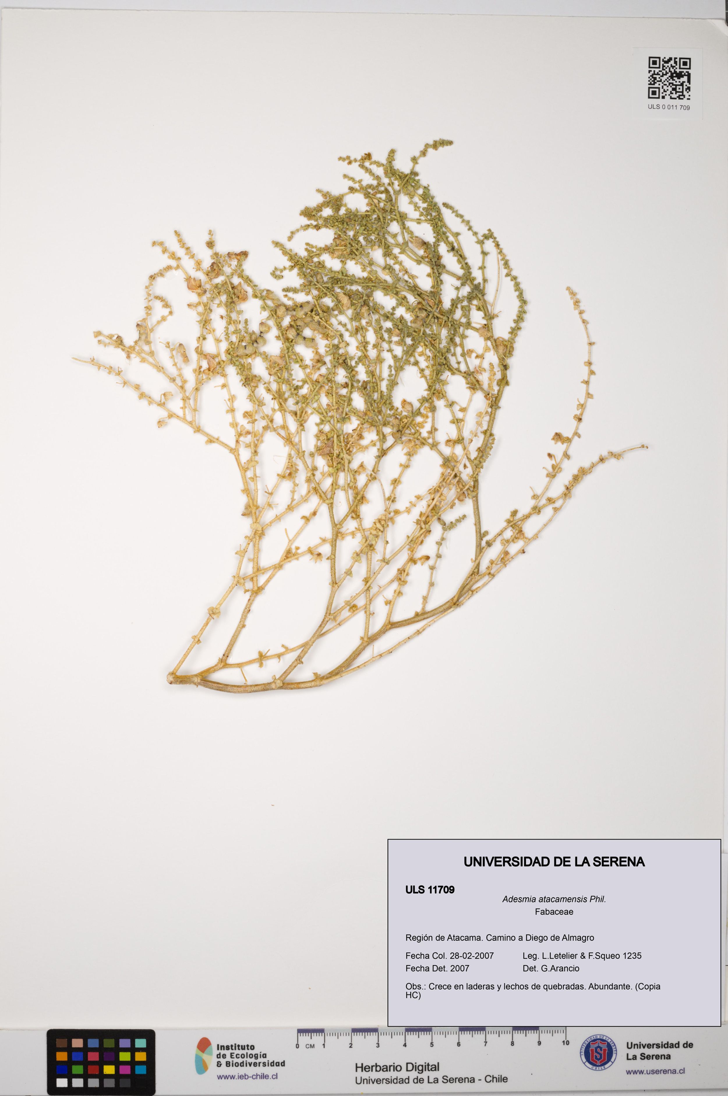 Adesmia atacamensis [Espécimen: ]