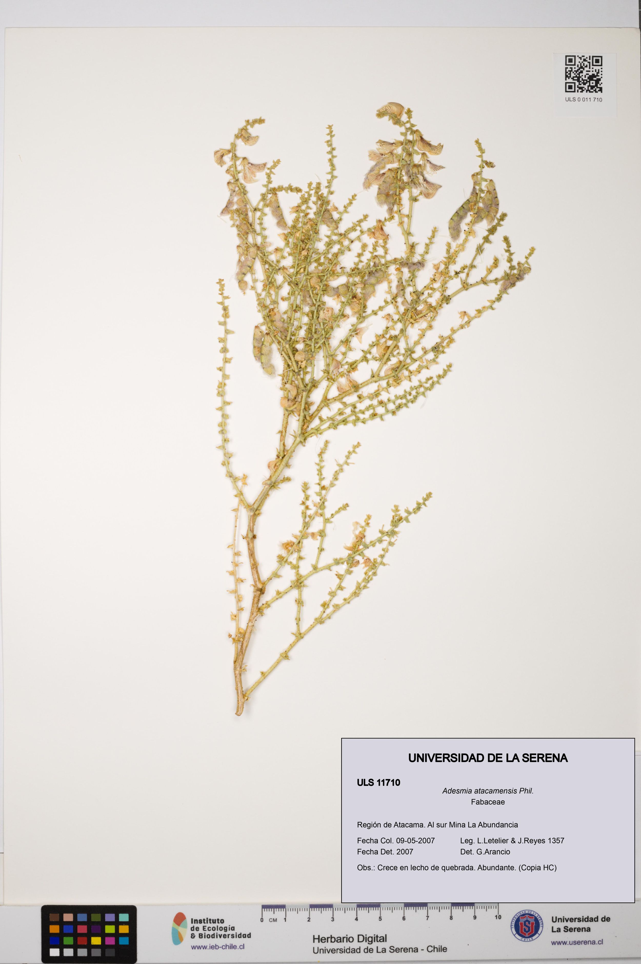 Adesmia atacamensis [Espécimen: ]