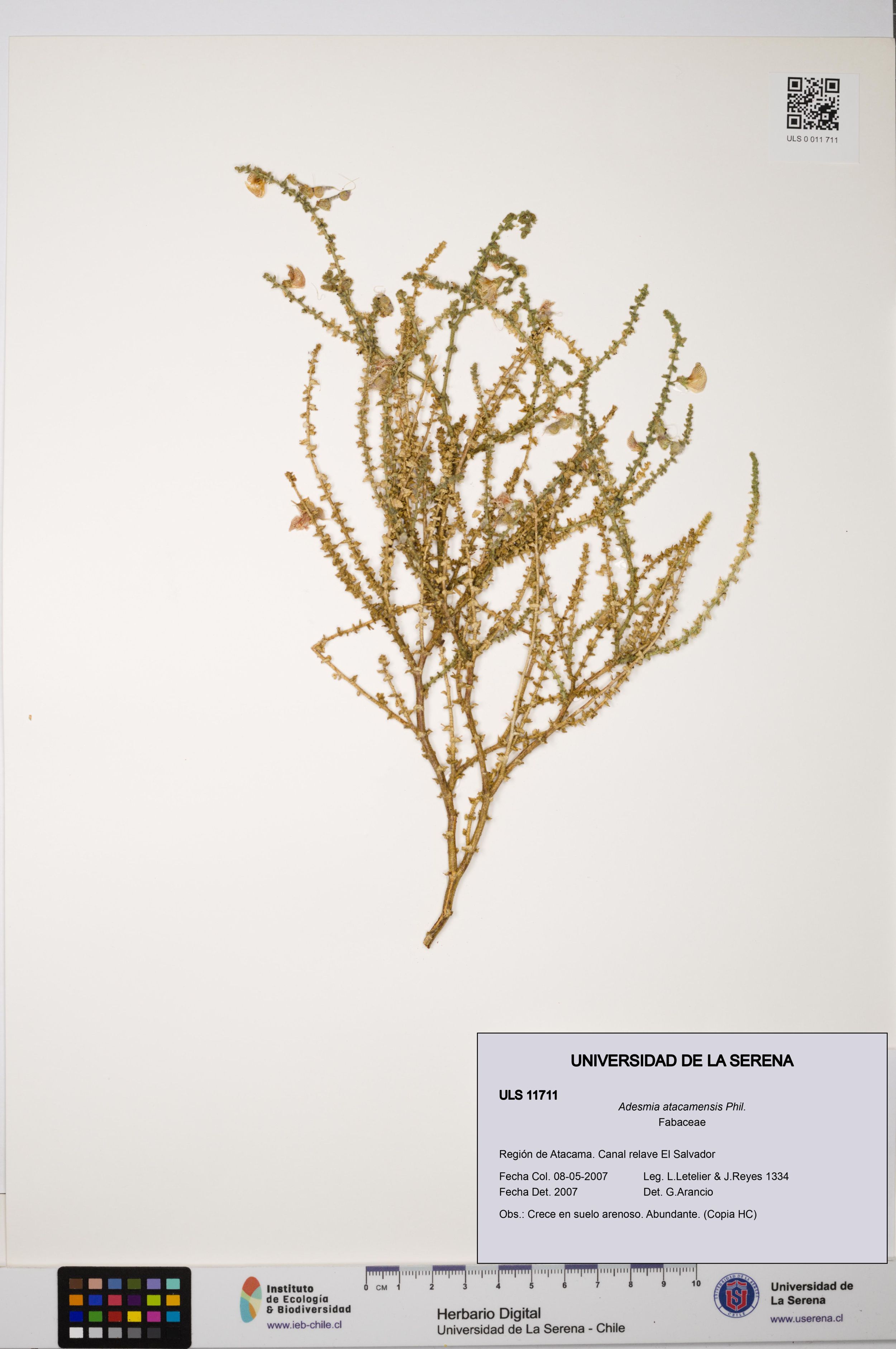 Adesmia atacamensis [Espécimen: ]