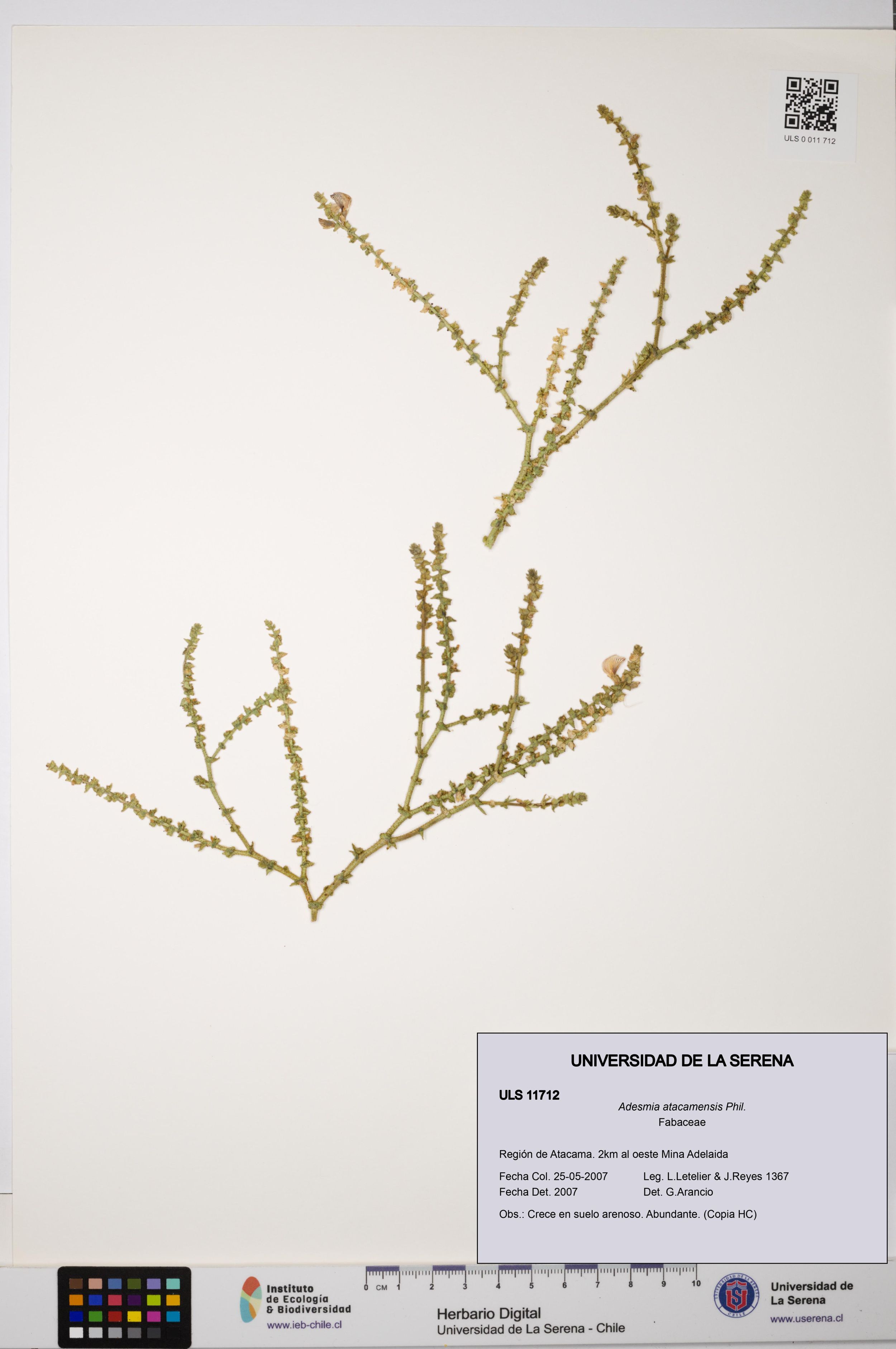 Adesmia atacamensis [Espécimen: ]